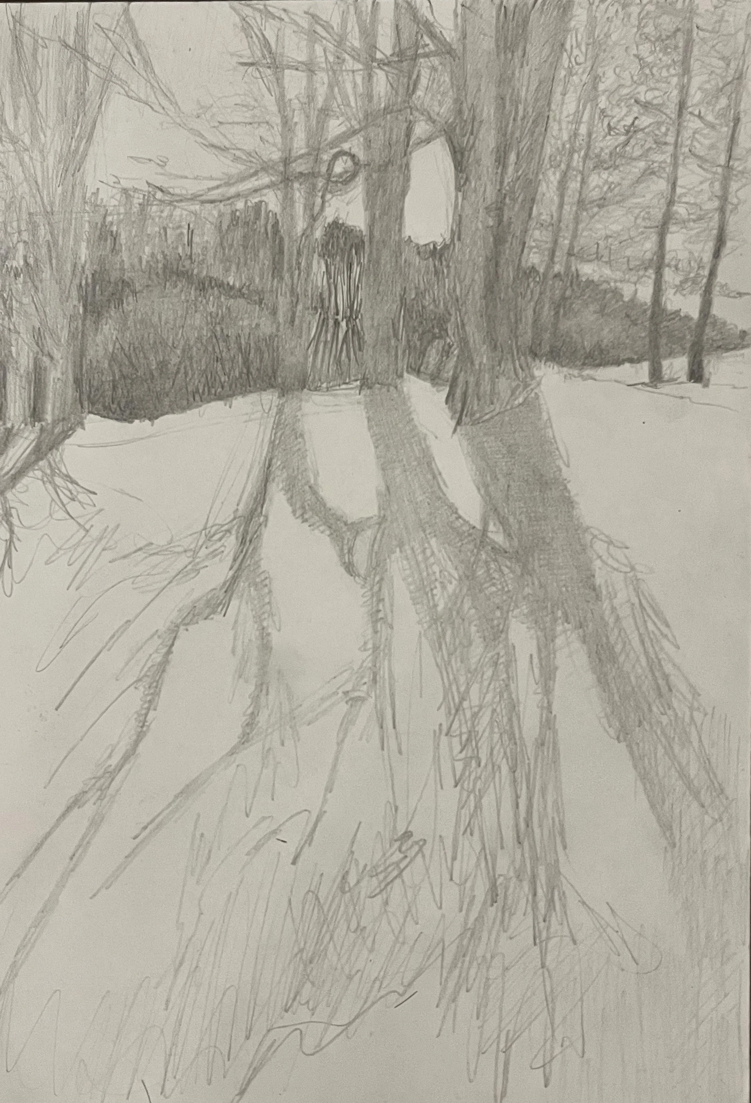 Winter Maples, graphite on paper