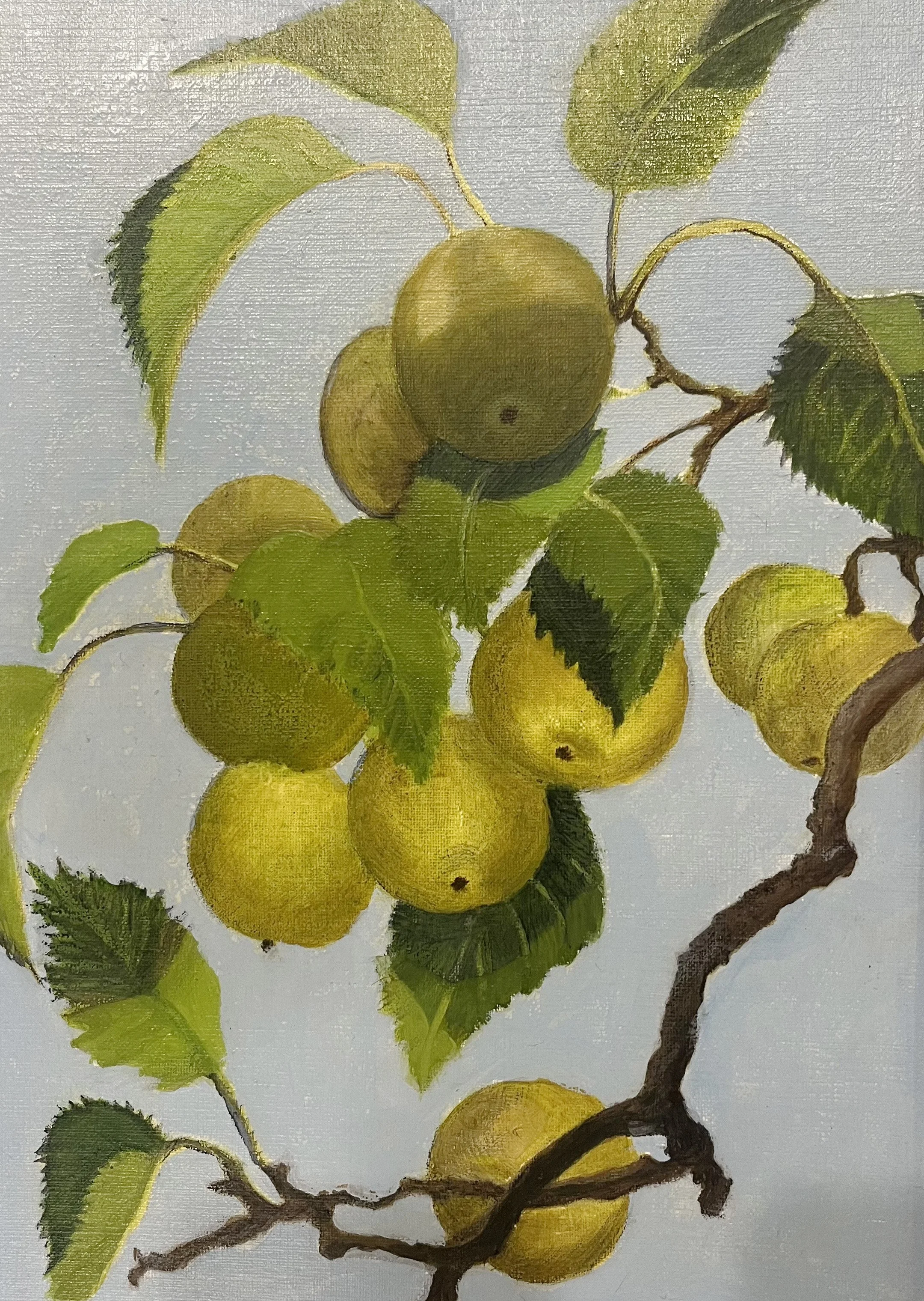 Asian Pears, Oil on paper