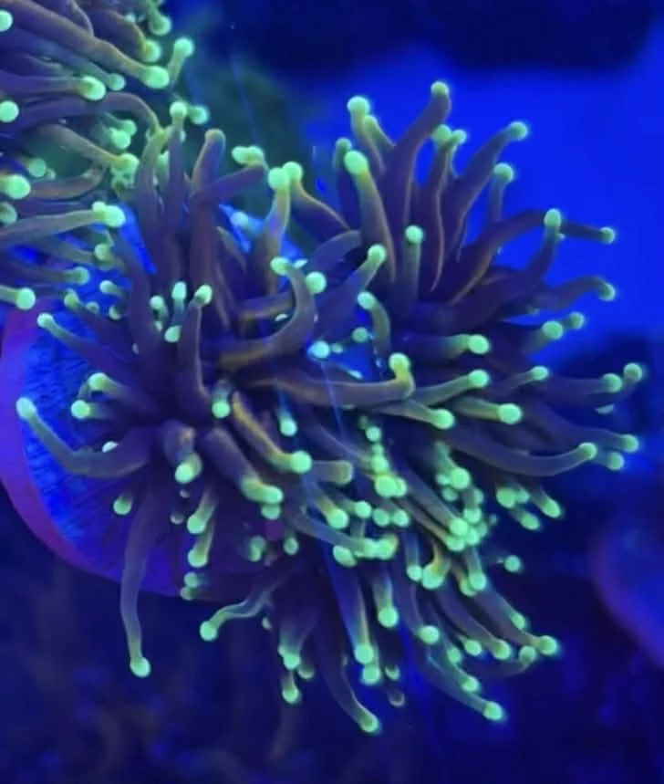 Neon Dragon Soul Torch 4 Head