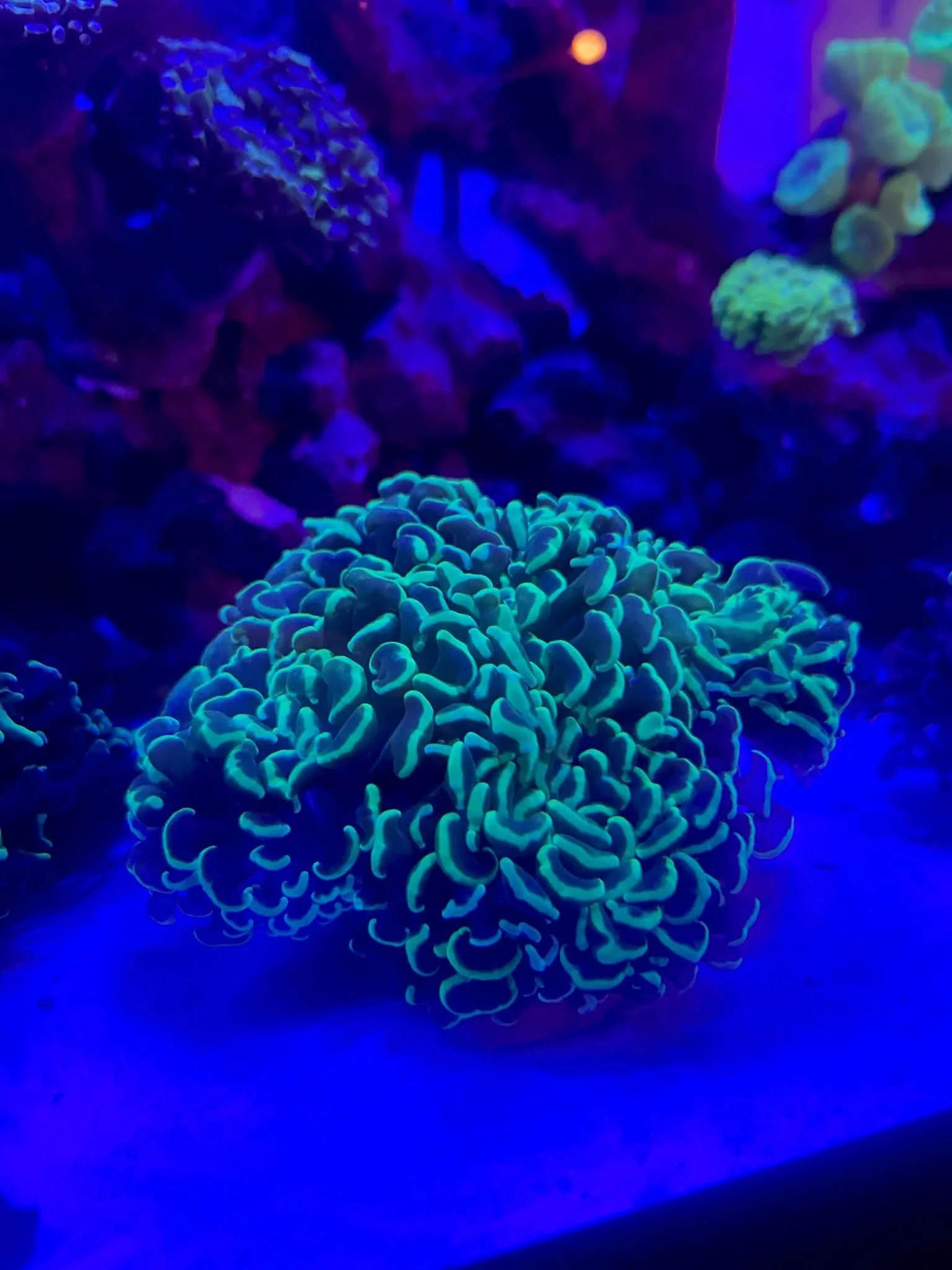 Neon Aussie Hammer Colony