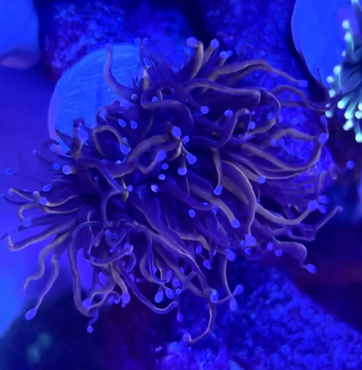 Neon Gold Torch 4 Head