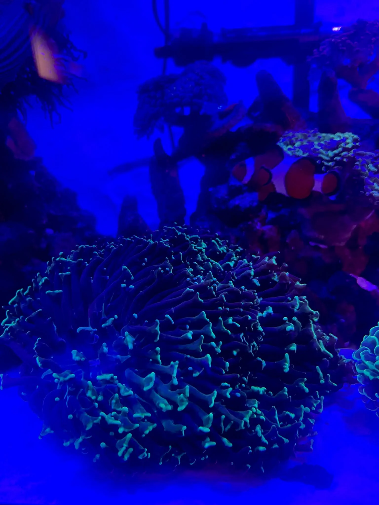 Neon Aussie Hammer Colony