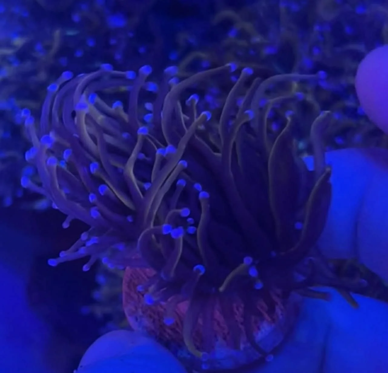 Neon Gold Torch 3 Head