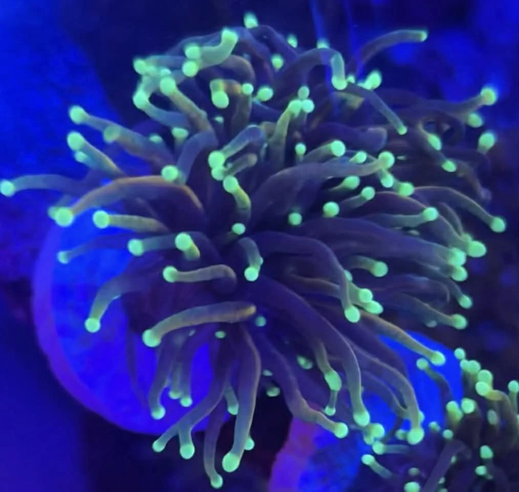 Neon Dragon Soul Torch 3 Head