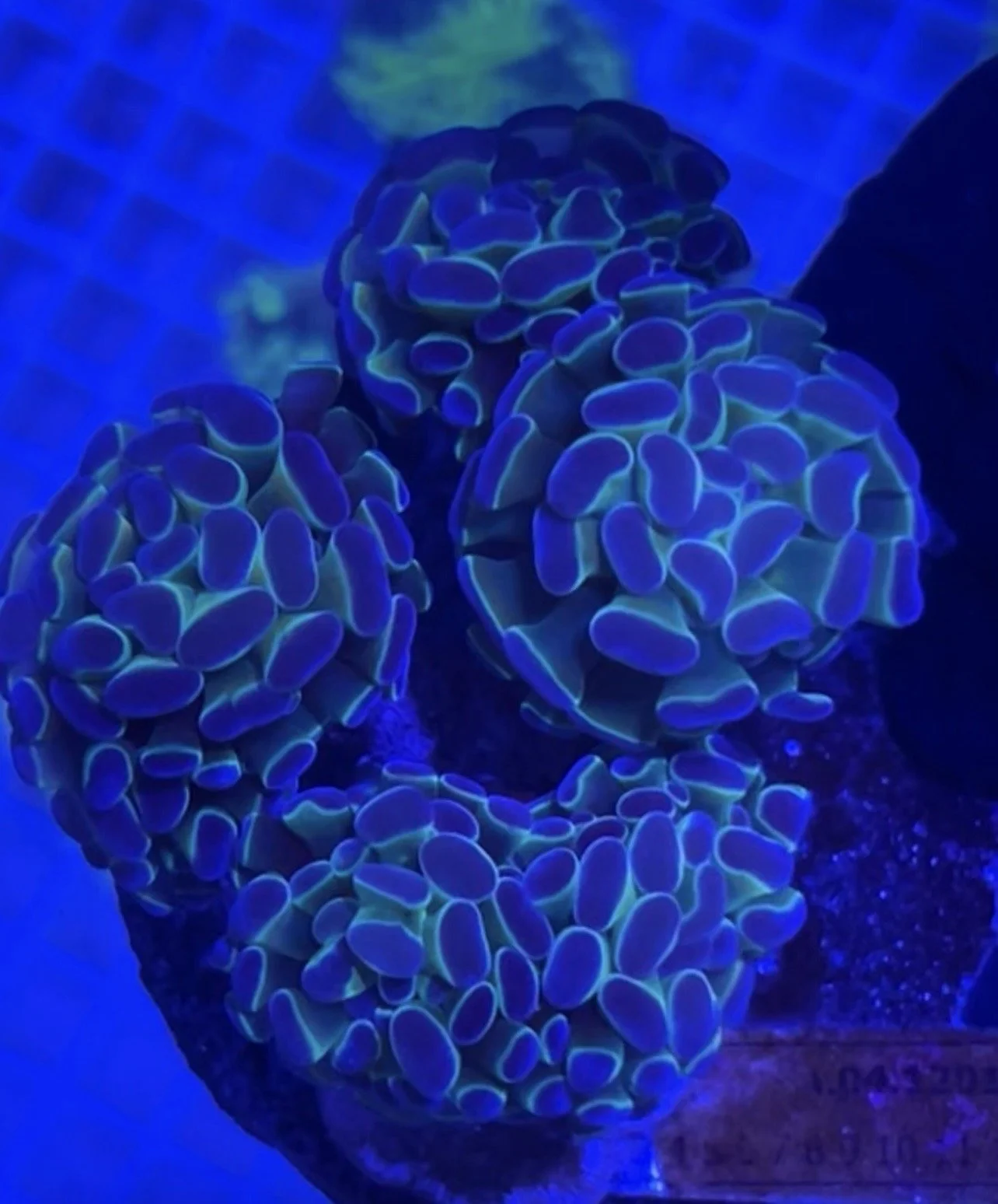 Ultra Hologram Branching Hammer 6H Colony