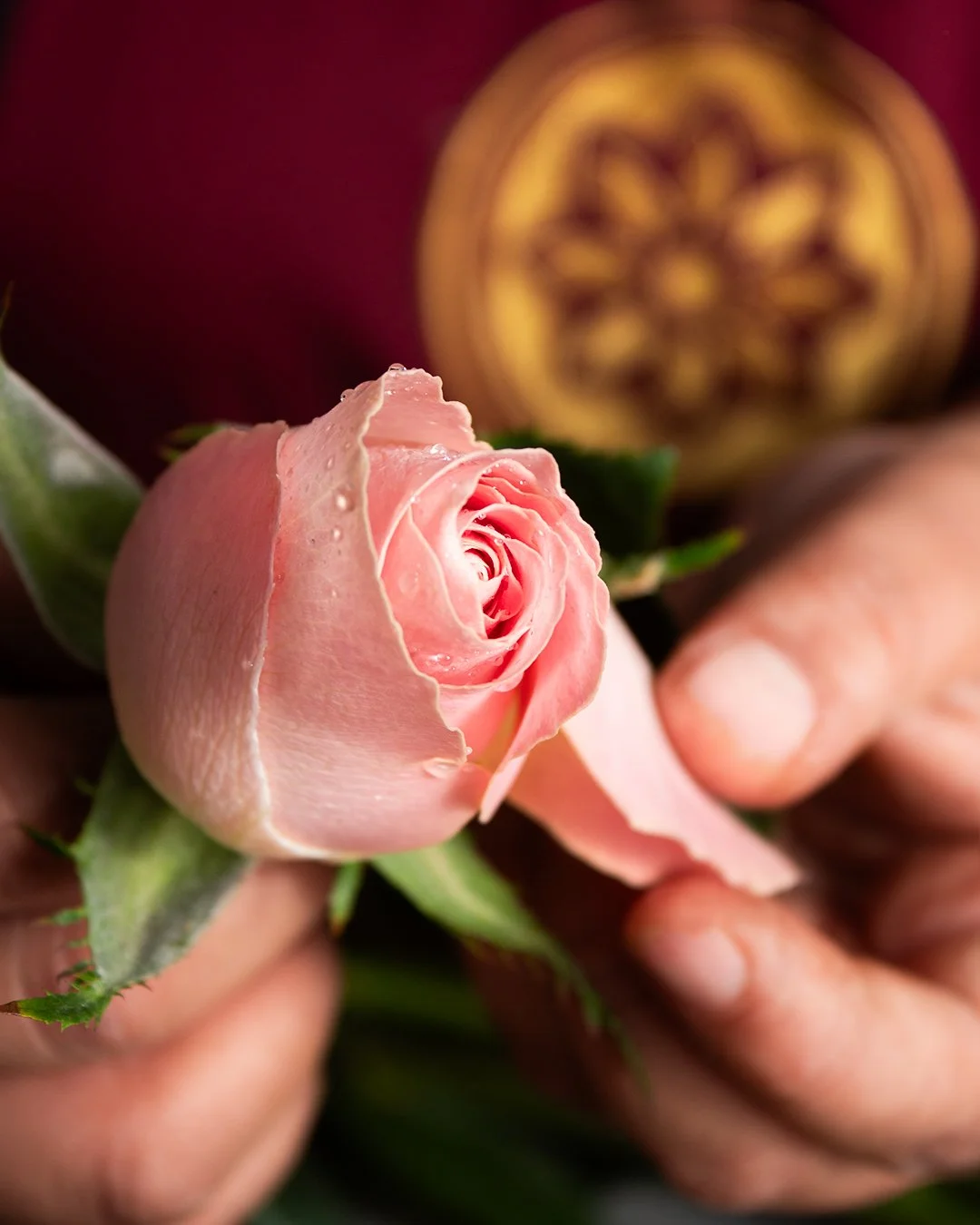 Close-up of hands holding a pink rose with water droplets, with an ornate gold and red background.