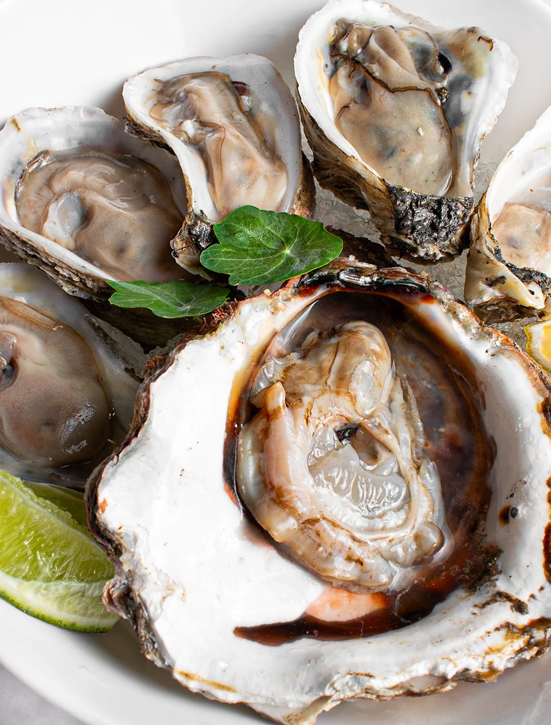 Close-up of fresh oysters on a plate with lime wedge and green leaves.