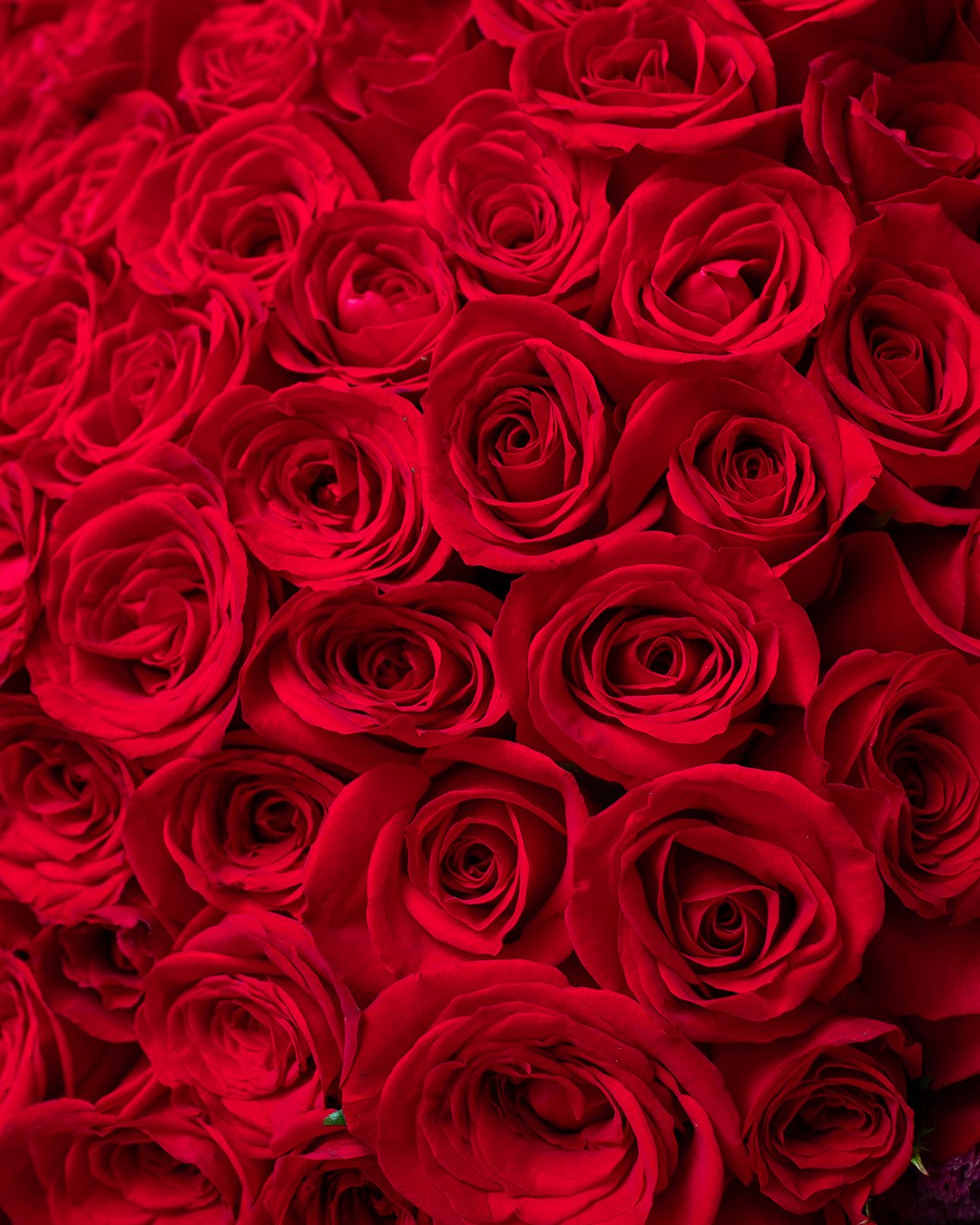 Close-up of numerous red roses with tightly packed petals.