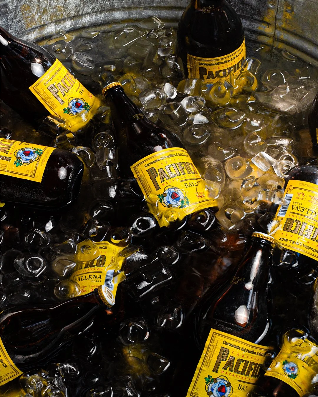 Several bottles of Pacifico beer submerged in ice in a cooler.