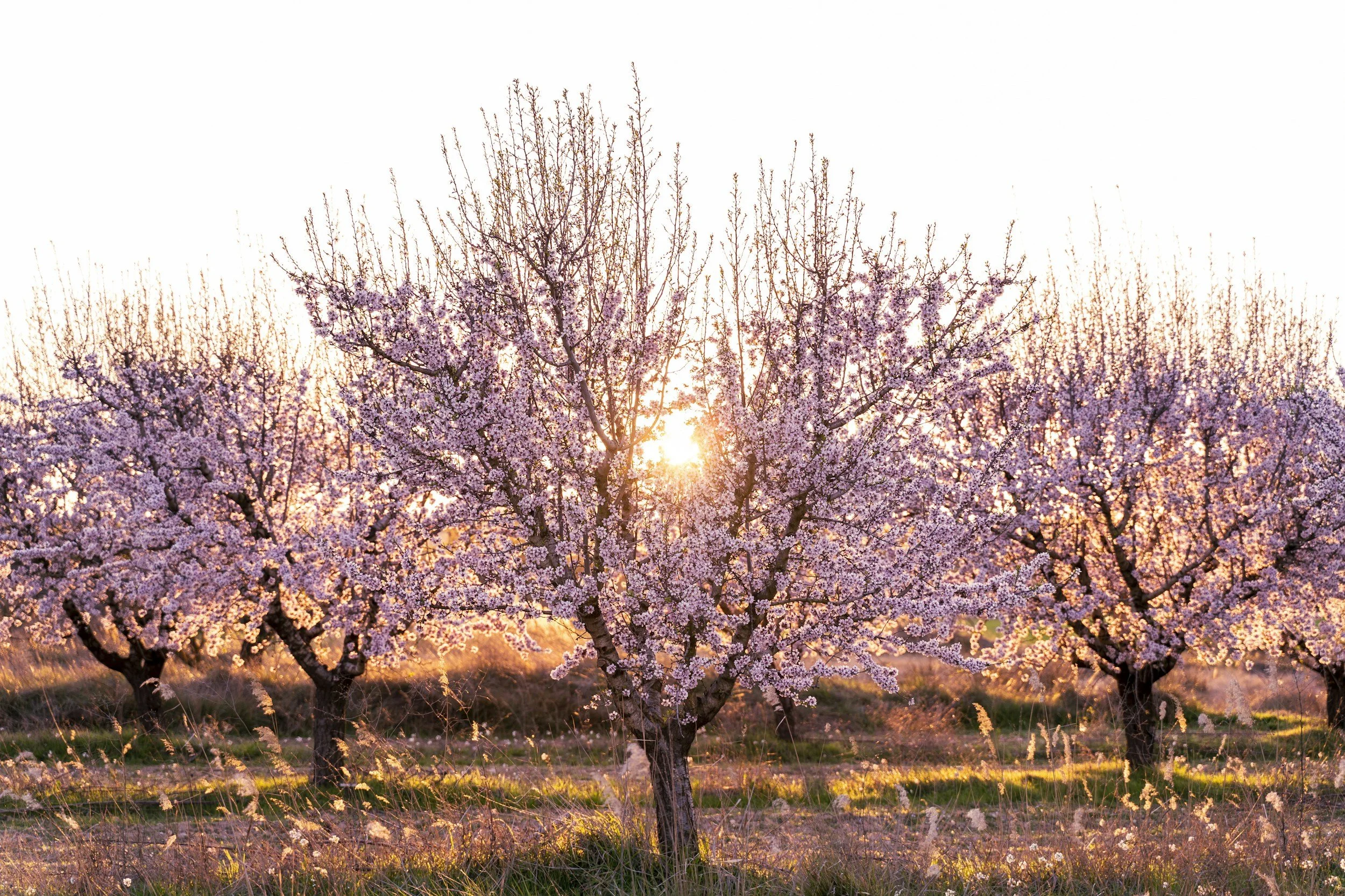 Árboles en flor durante la puesta del sol
