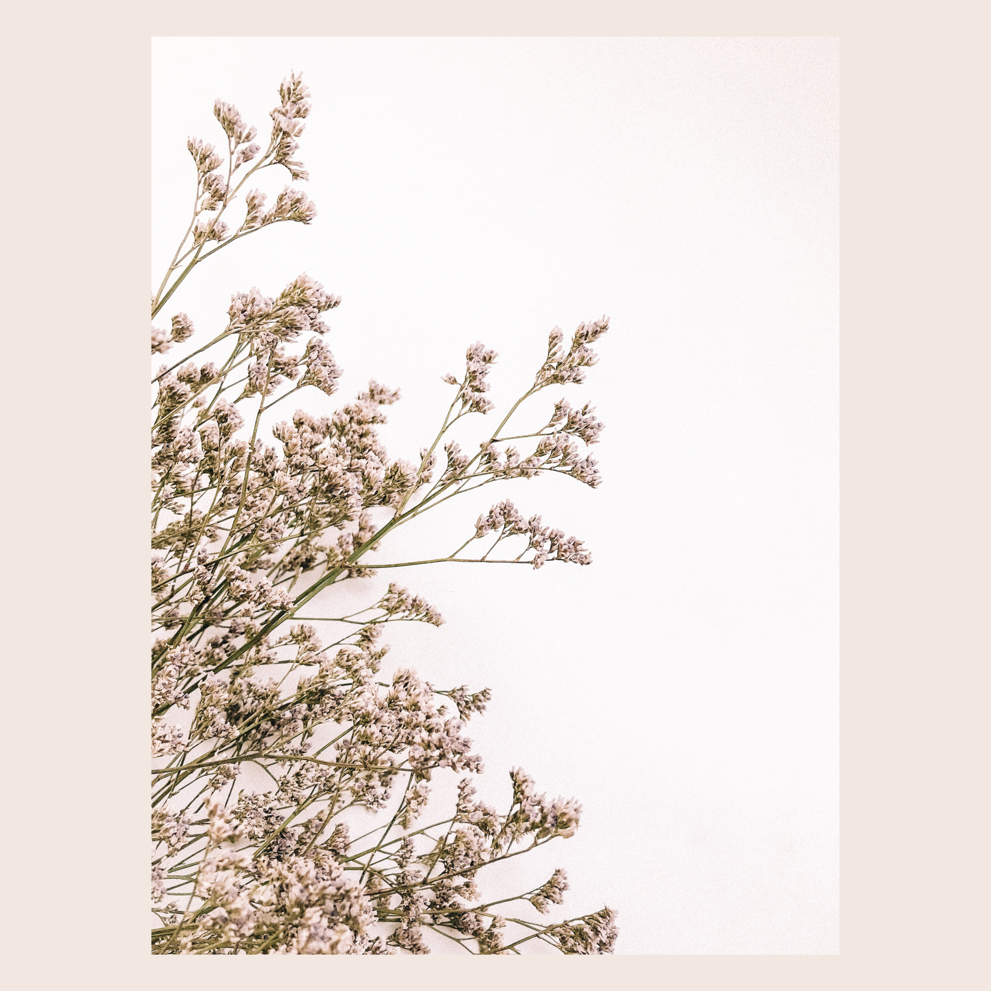 Ramos de flores lilas en un fondo blanco.