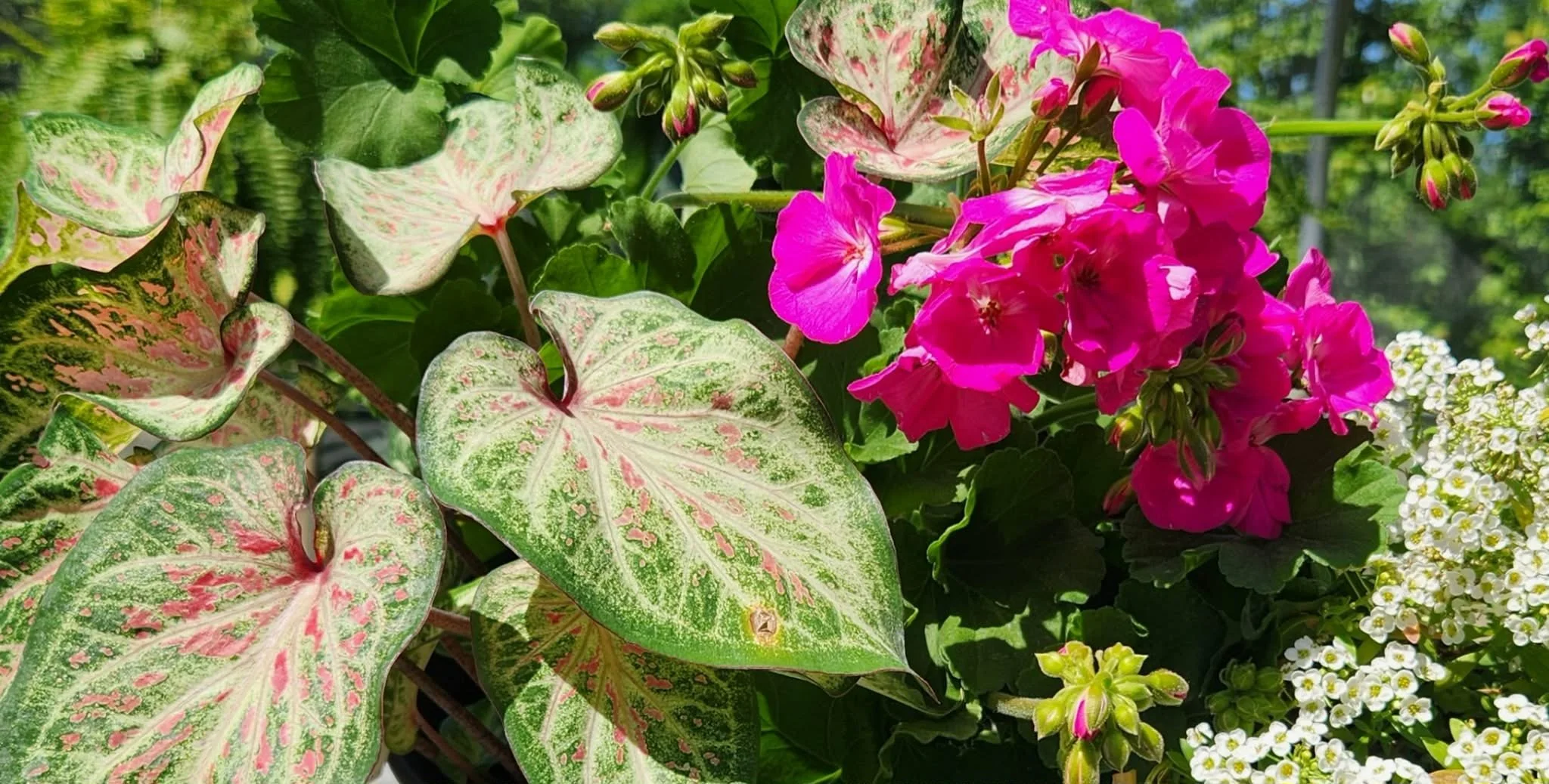 Basic Garden Maintenance