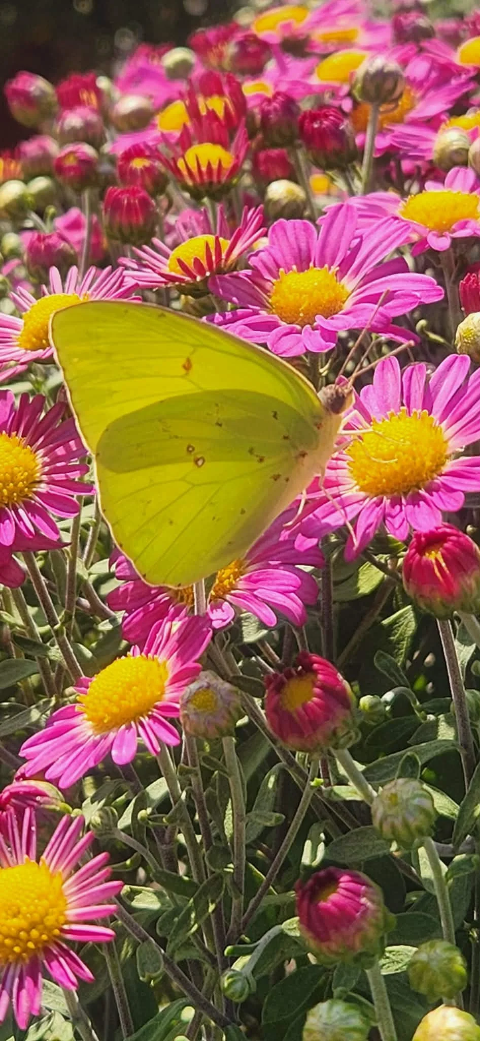 Garden Plan Consultation: 1 hour