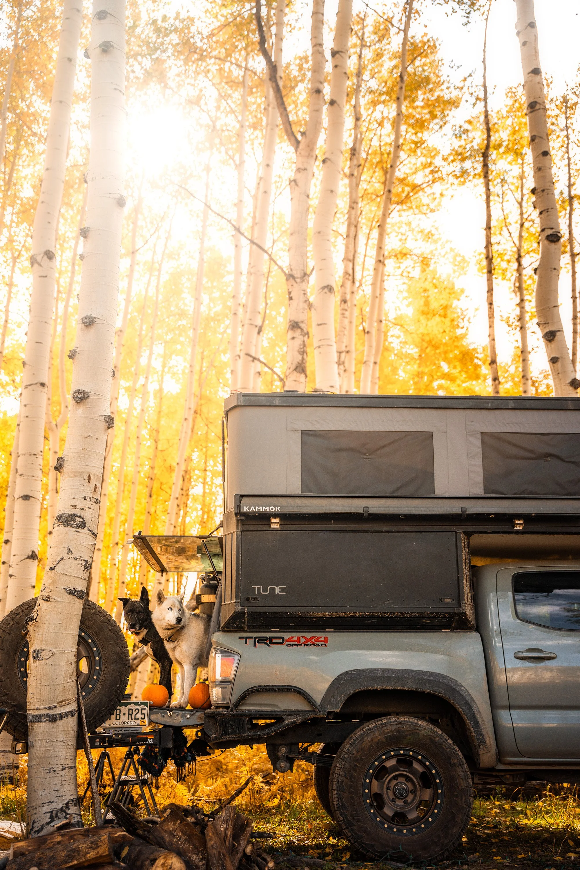 A pickup truck with a camper shell parked in a forested area during fall, with two dogs standing at the back of the truck and pumpkins on the tailgate, surrounded by tall white birch trees and golden yellow foliage.