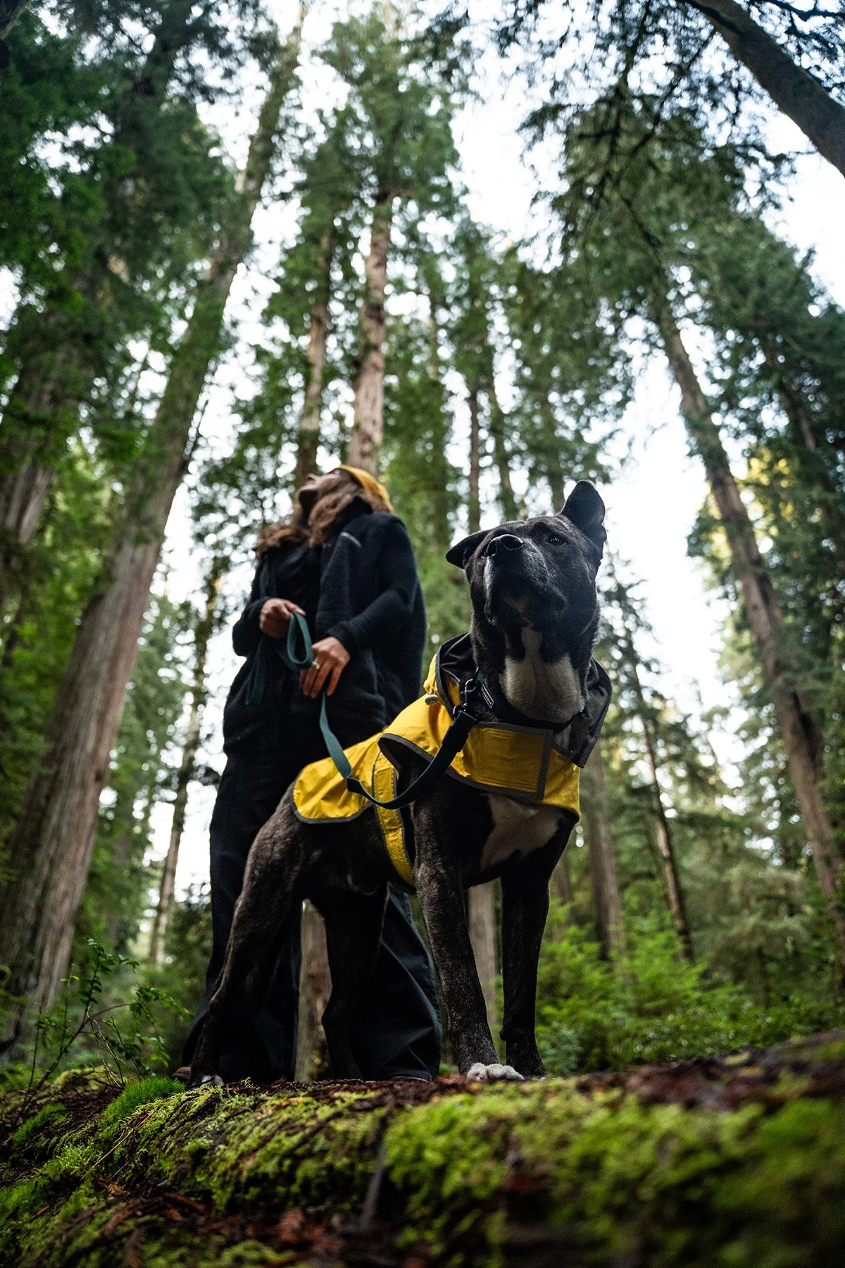 A person with long hair, dressed in dark outdoor clothing, standing in a forest holding a leash attached to a large black dog wearing a yellow jacket. The photo is taken from a low angle, showing tall trees and green foliage.