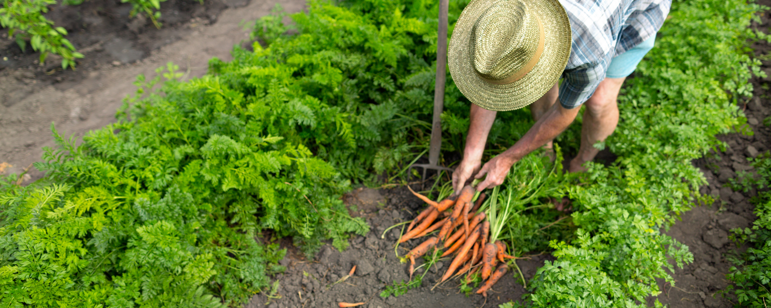A person wearing a straw hat and plaid shirt harvesting freshly picked carrots from a garden with green leafy plants.
