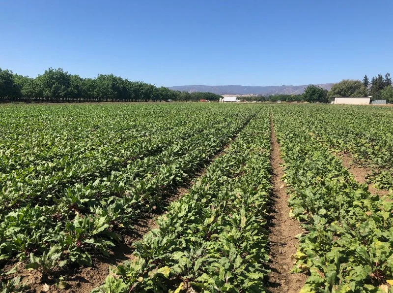 A vast farm field with rows of growing lettuce, with trees and buildings in the background under a clear blue sky.