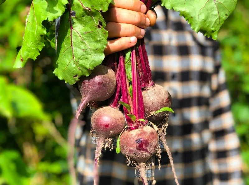 Person holding freshly harvested beets with green leaves and reddish stems in a garden.