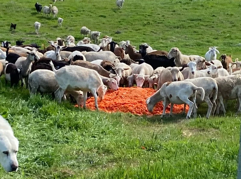 A large group of sheep and goats gathered around a pile of orange feed in a grassy field.