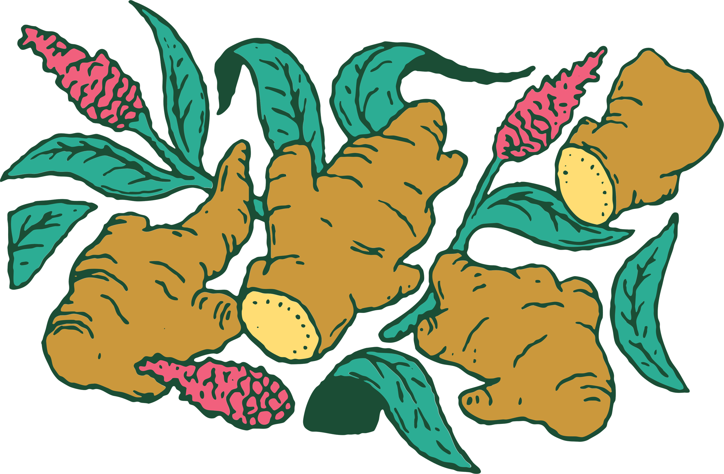 Illustration of ginger roots with green leaves and pink flowering sprigs on a black background.