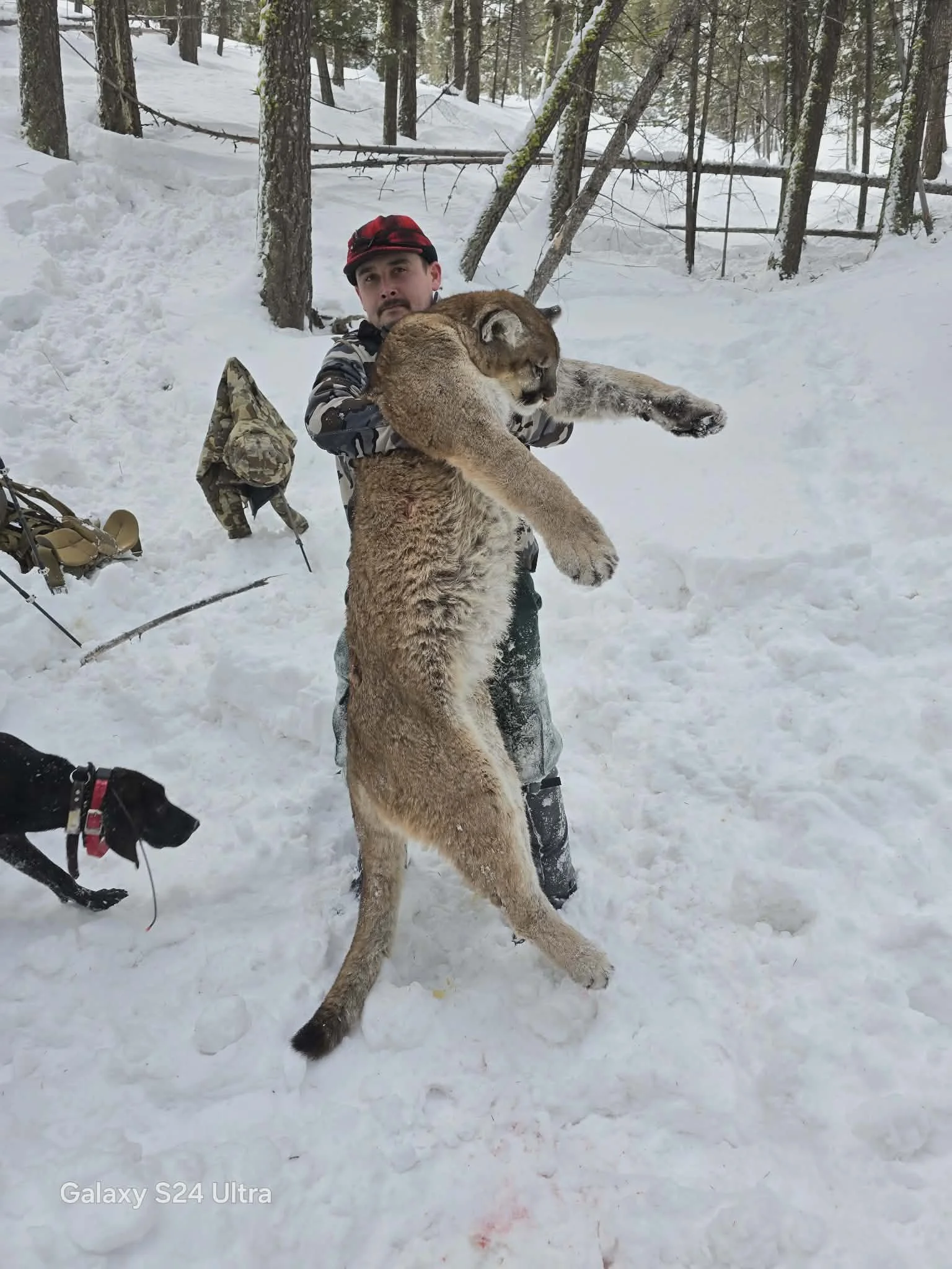Mountain Lion Hunting Idaho