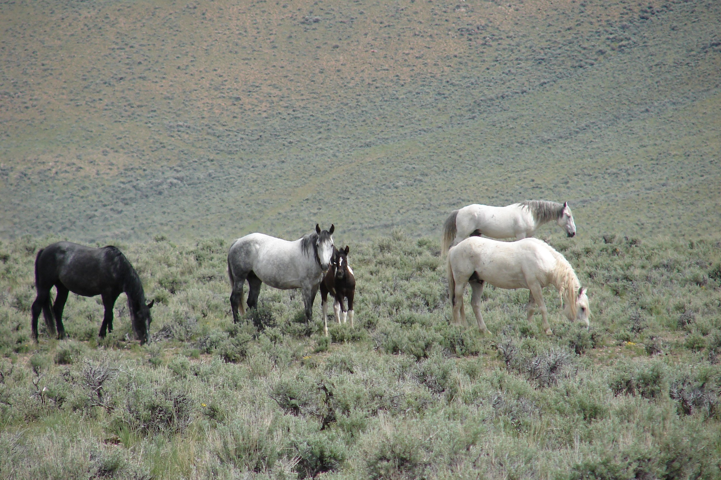 challis wild mustangs viewing