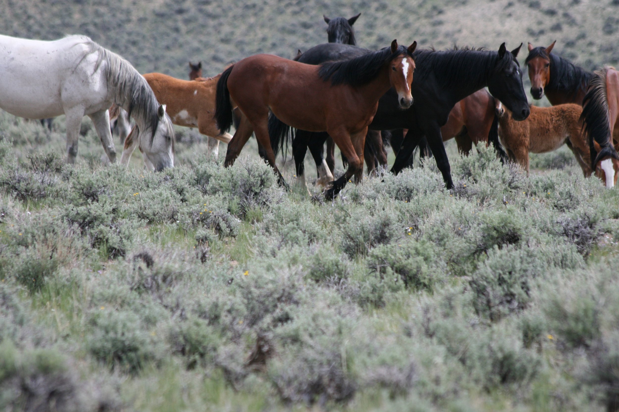 challis wild horses viewing