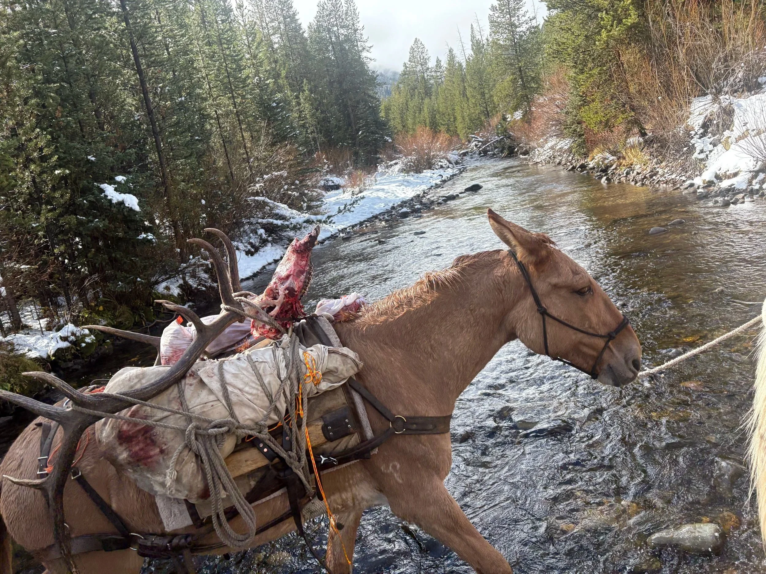 mule with elk white cloud mountains