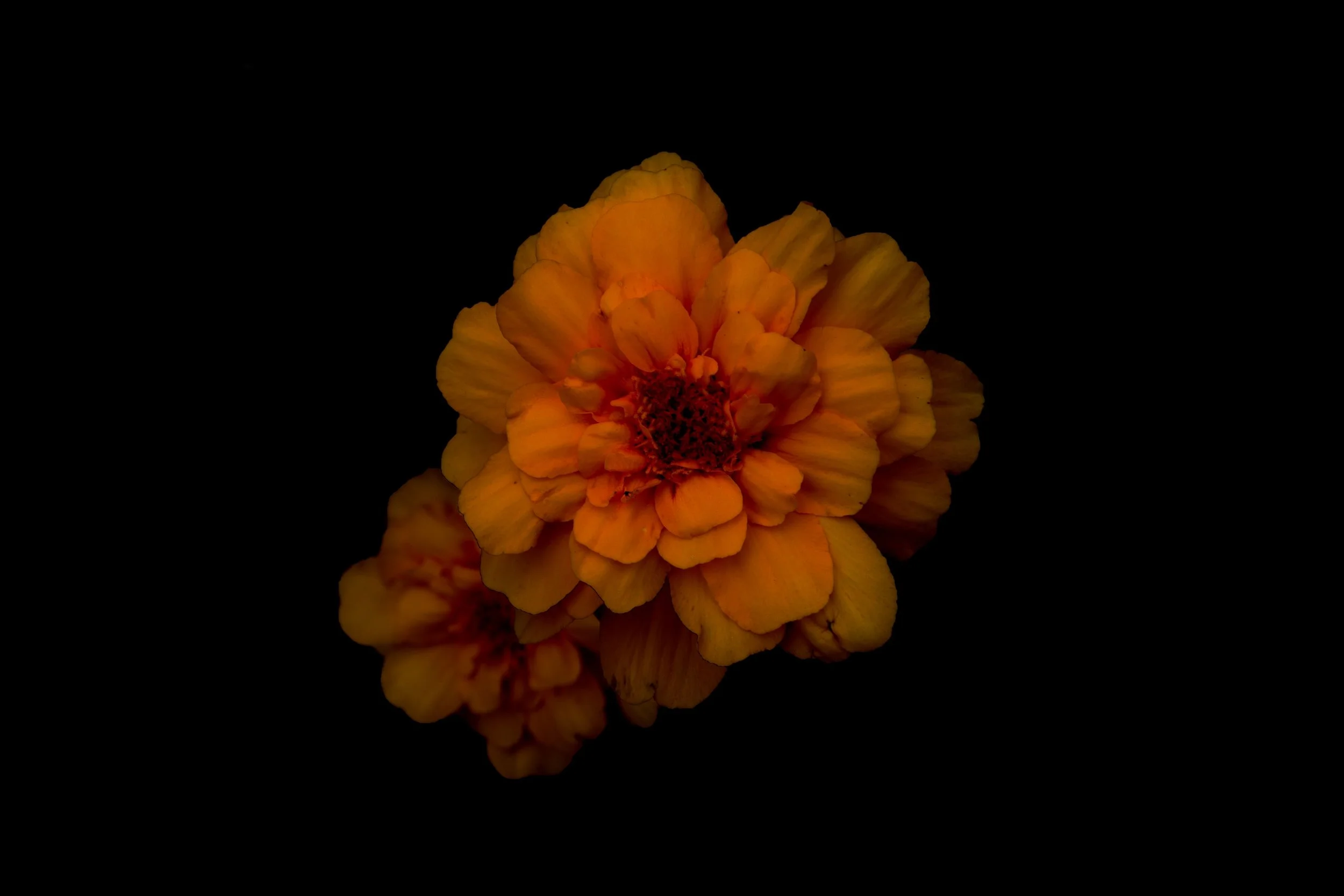 Yellow and orange marigold flower on a black background with reflection.