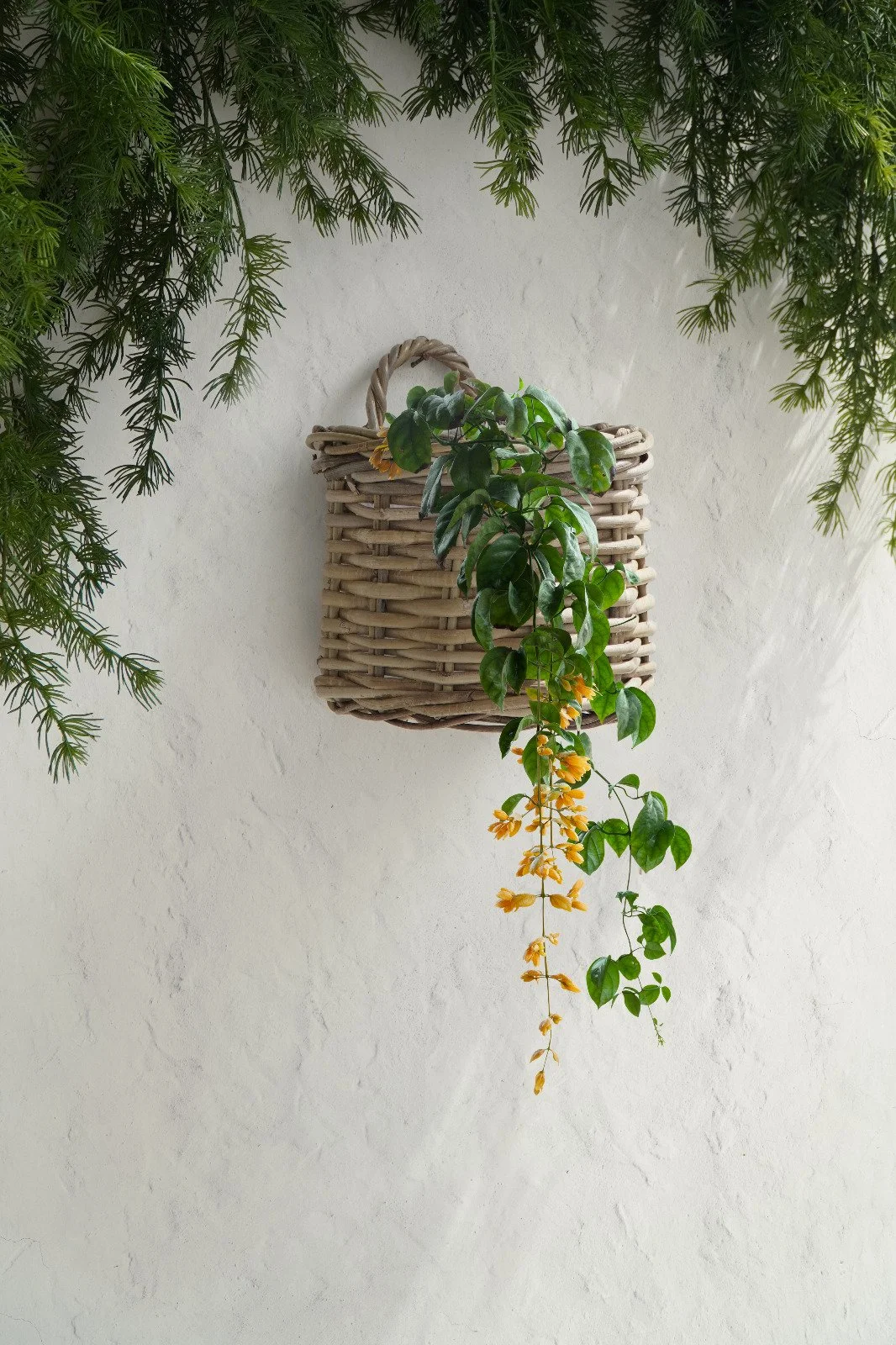 THE ASTER HANGING BASKET