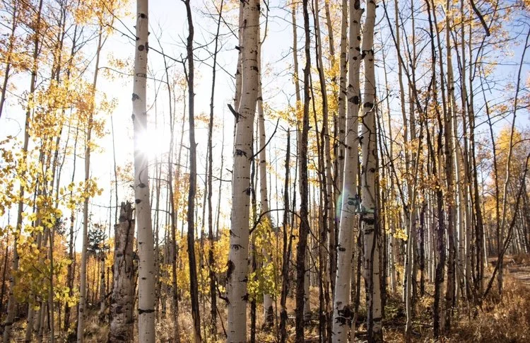 Photo Nov 01, 5 32 30 PM.jpg