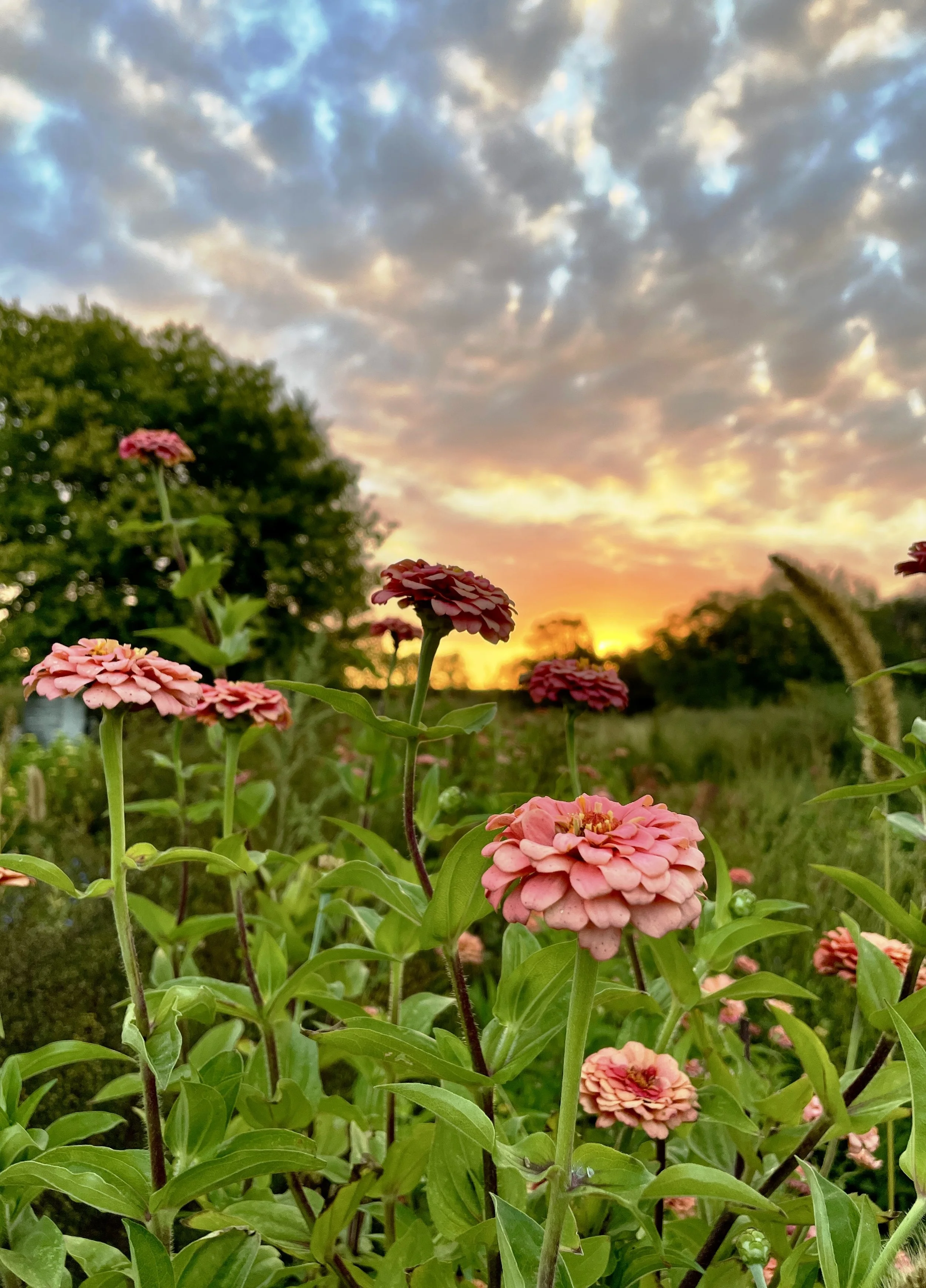 Photo 9-28-23, 7 36 27 a.m..jpg