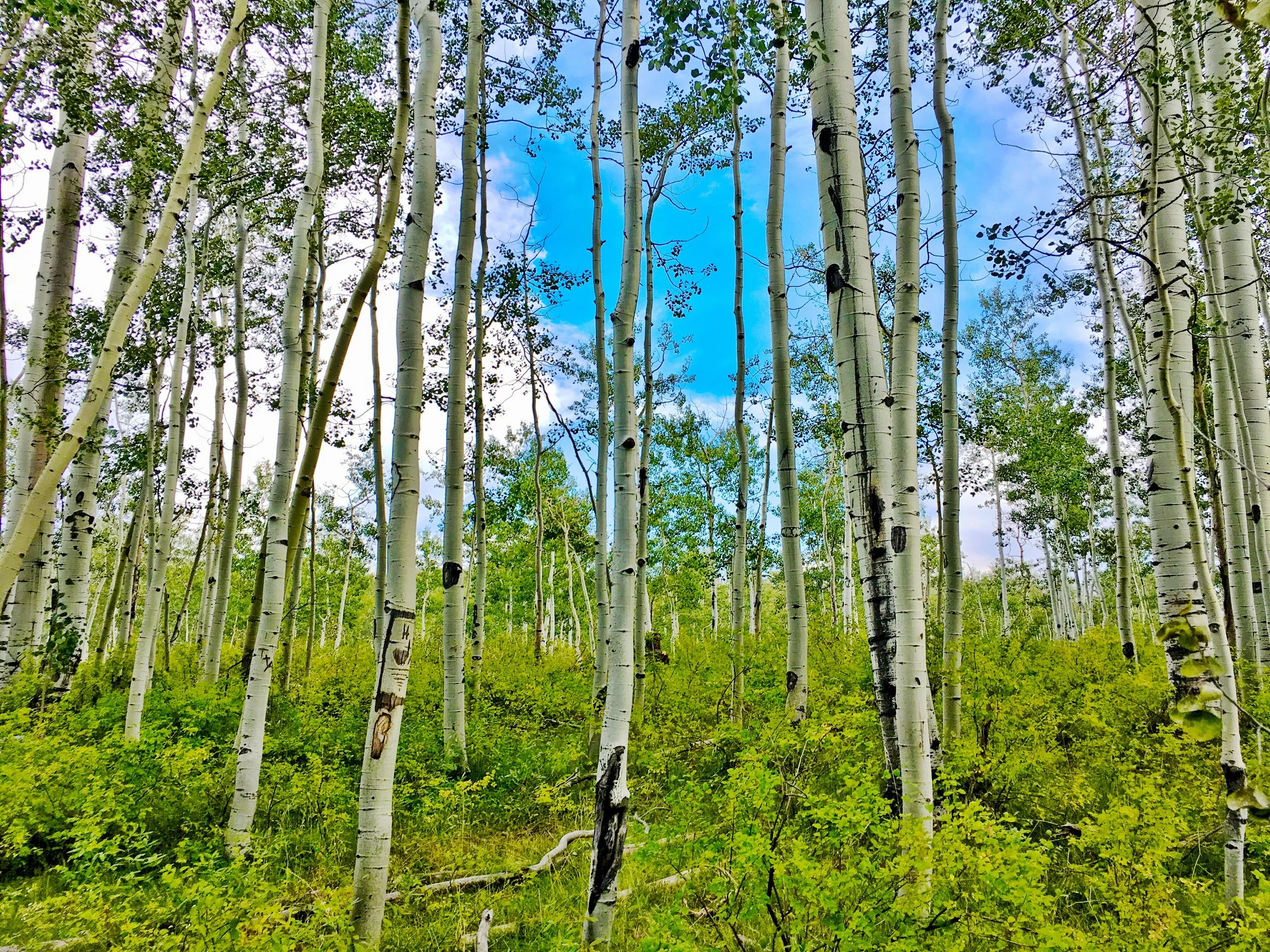 Photo Sep 03, 4 59 05 PM.jpg