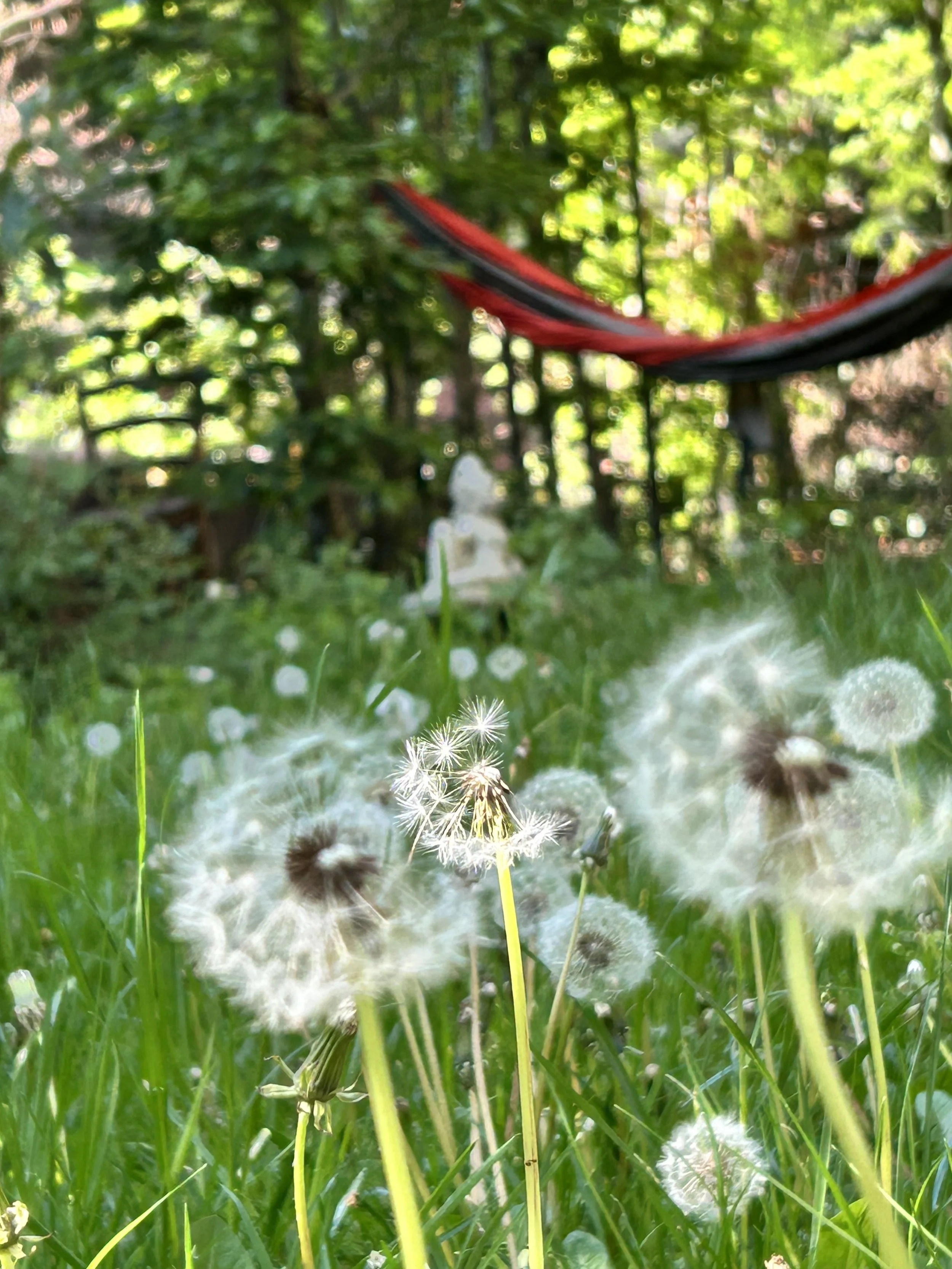 Close-up of dandelions in seed stage with white fluffy seed heads in a grassy area, blurred background with trees, a garden Buddha statue, and red and black hammock.