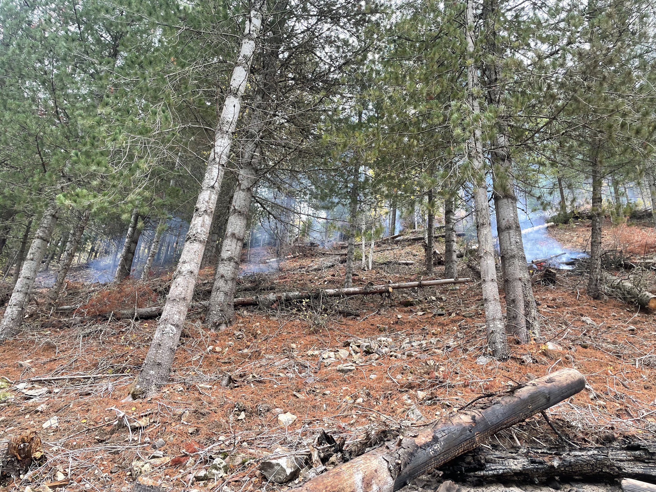 Forest with trees, some fallen logs, and smoke rising in the background, indicating a small fire or controlled burn.