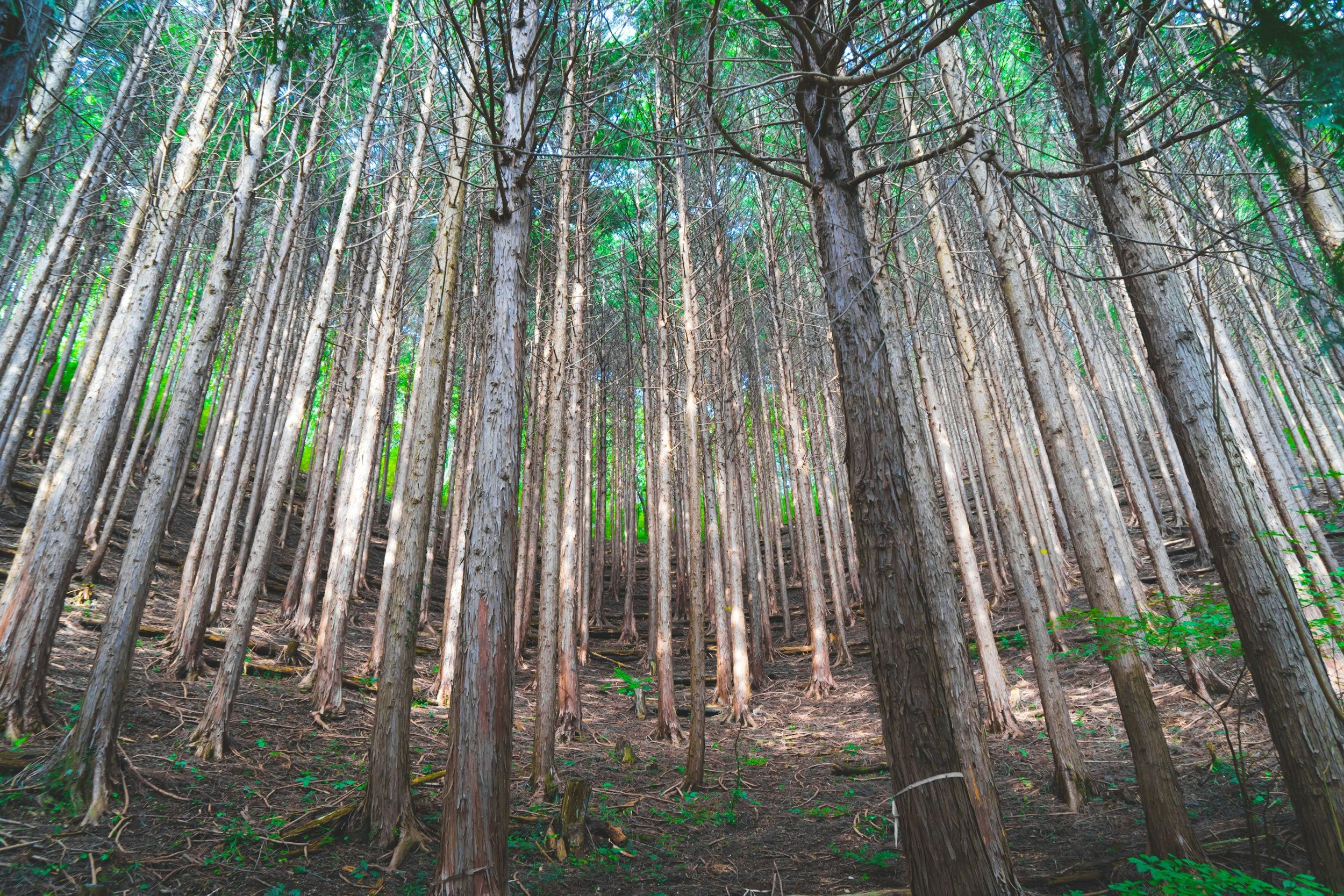 Dense forest of tall, thin trees with green foliage at the top and a dirt path on the forest floor.