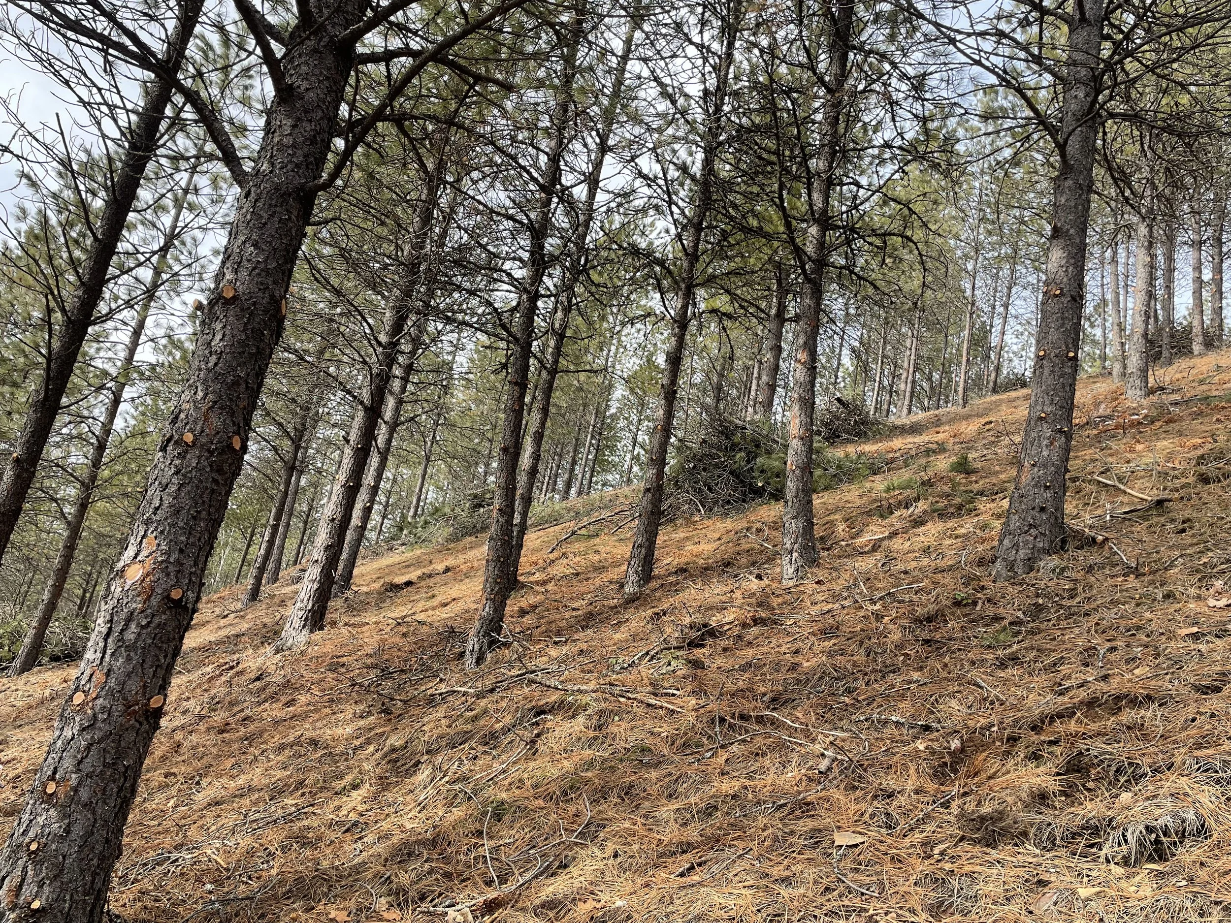 Pine trees growing on a hillside covered with dried pine needles.