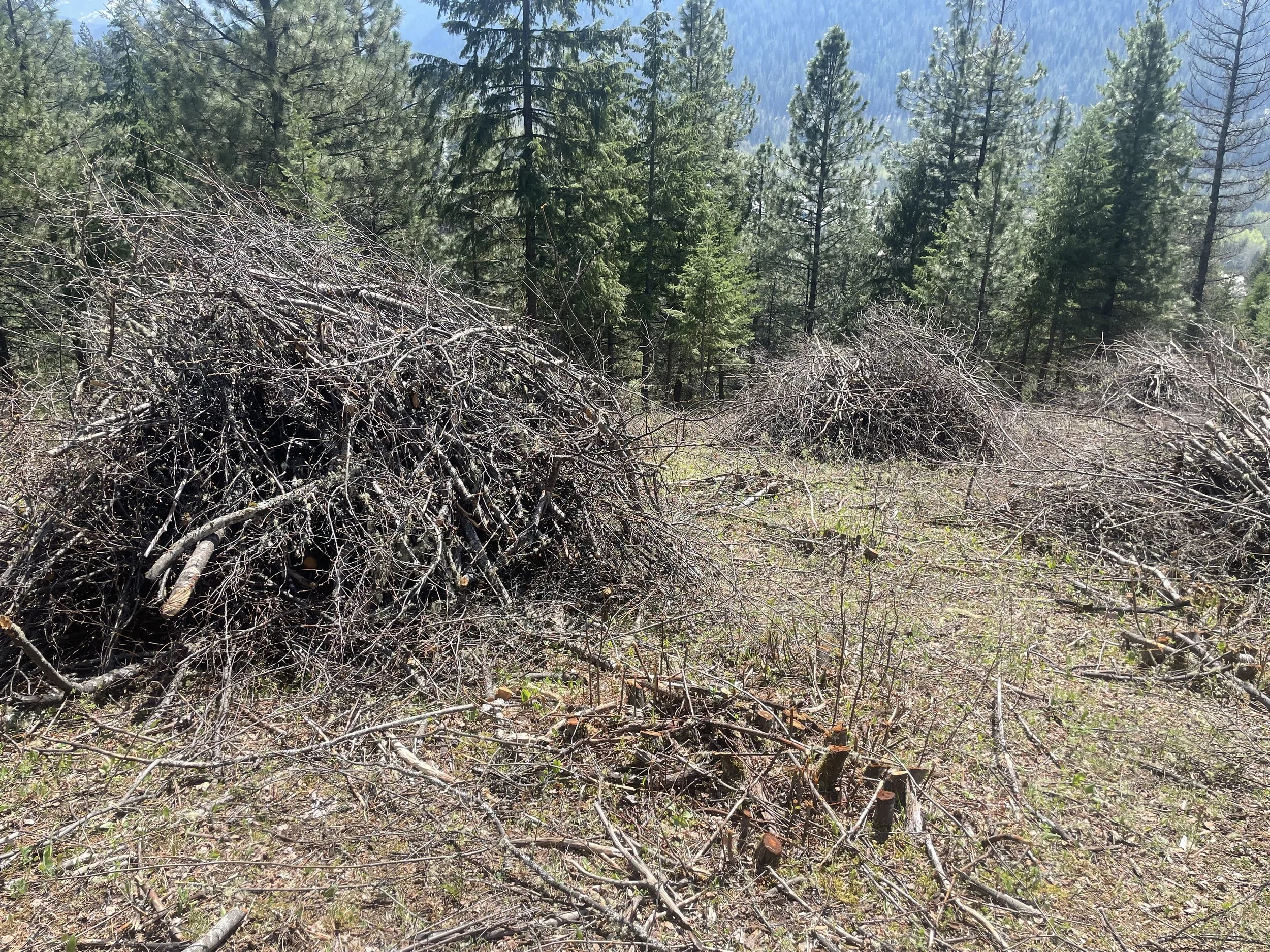 A forest scene with several large piles of chopped branches and twigs on the ground, surrounded by tall green pine trees and mountain in the background.