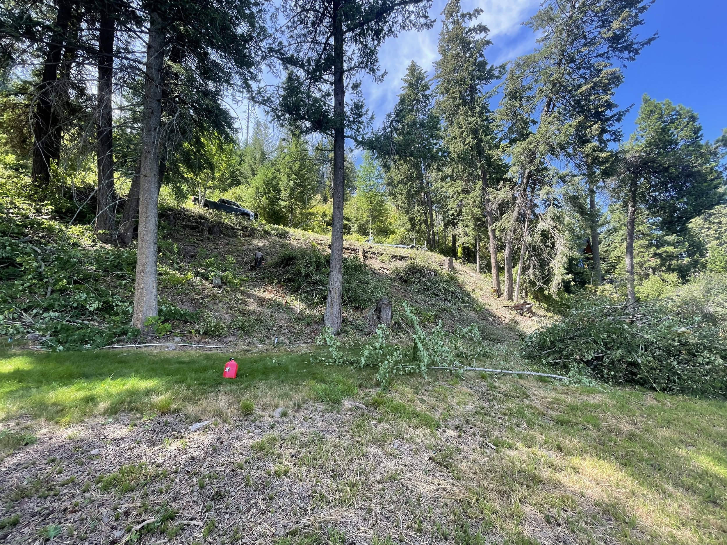 A hillside with trees and fallen branches that was recently thinned. 