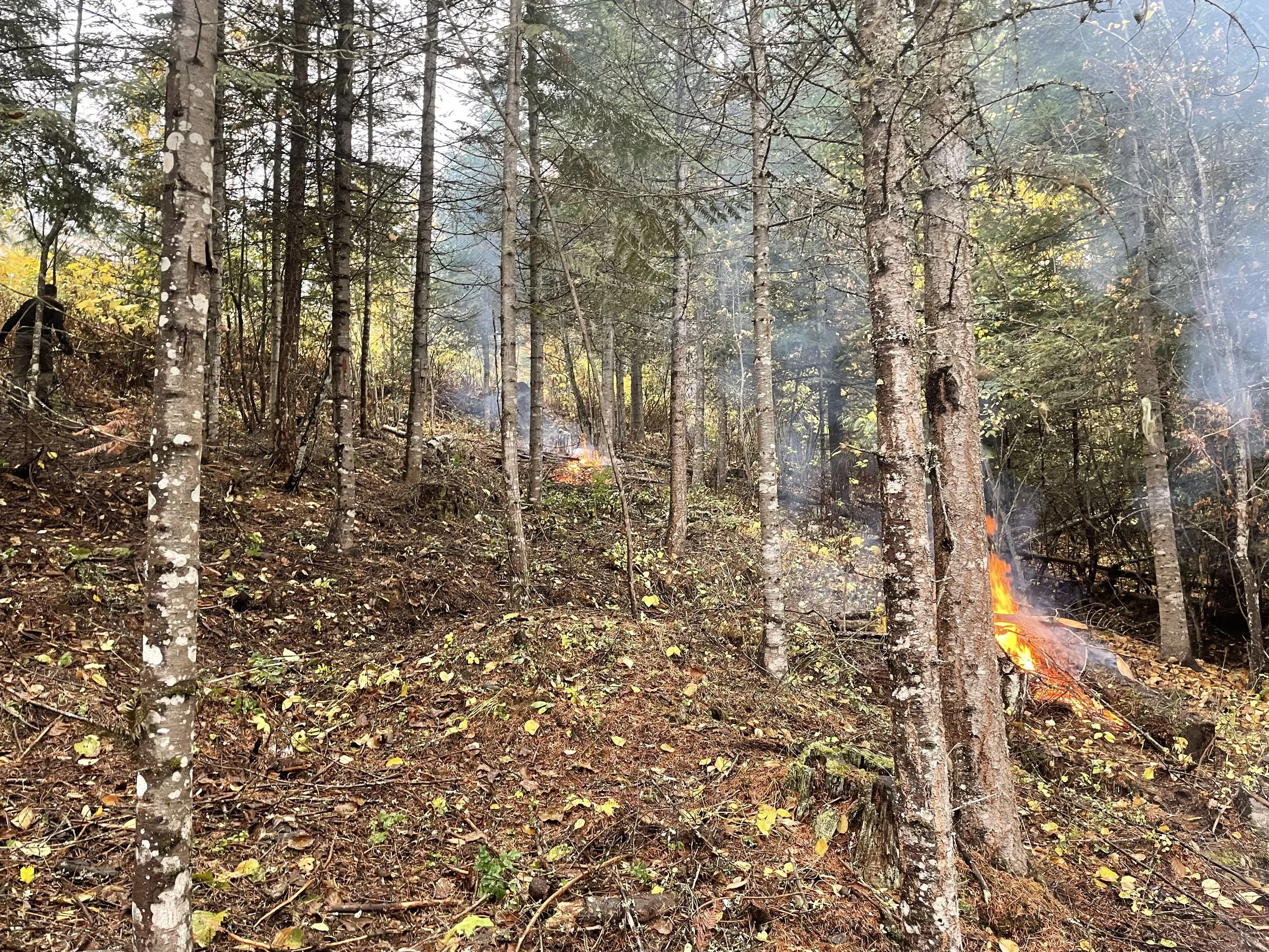 Forest with small fires burning on the ground and smoke rising among the trees.