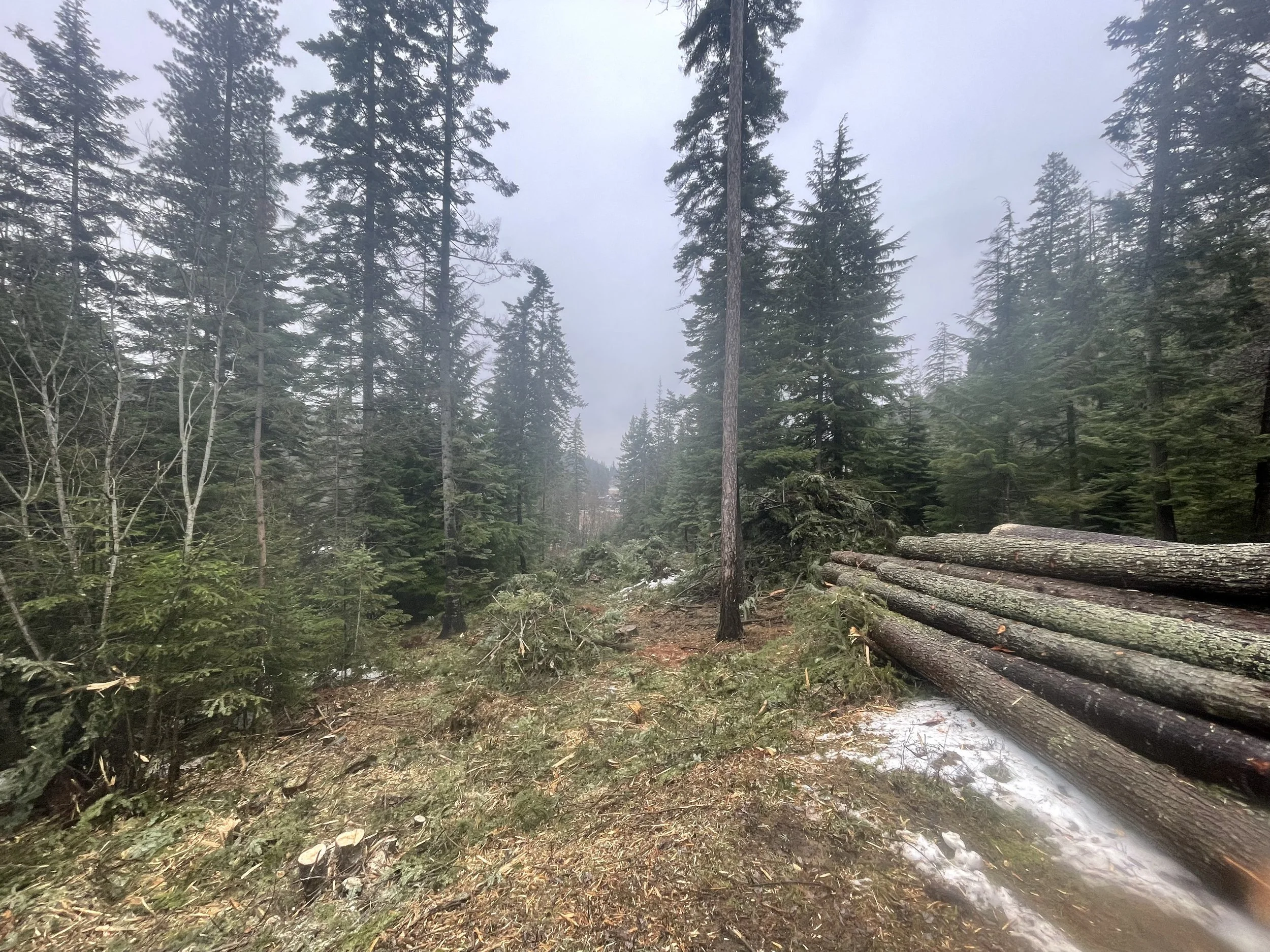 A forest scene with tall evergreen trees, a dirt trail, and a pile of felled logs on the right side, with some snow patches on the ground.