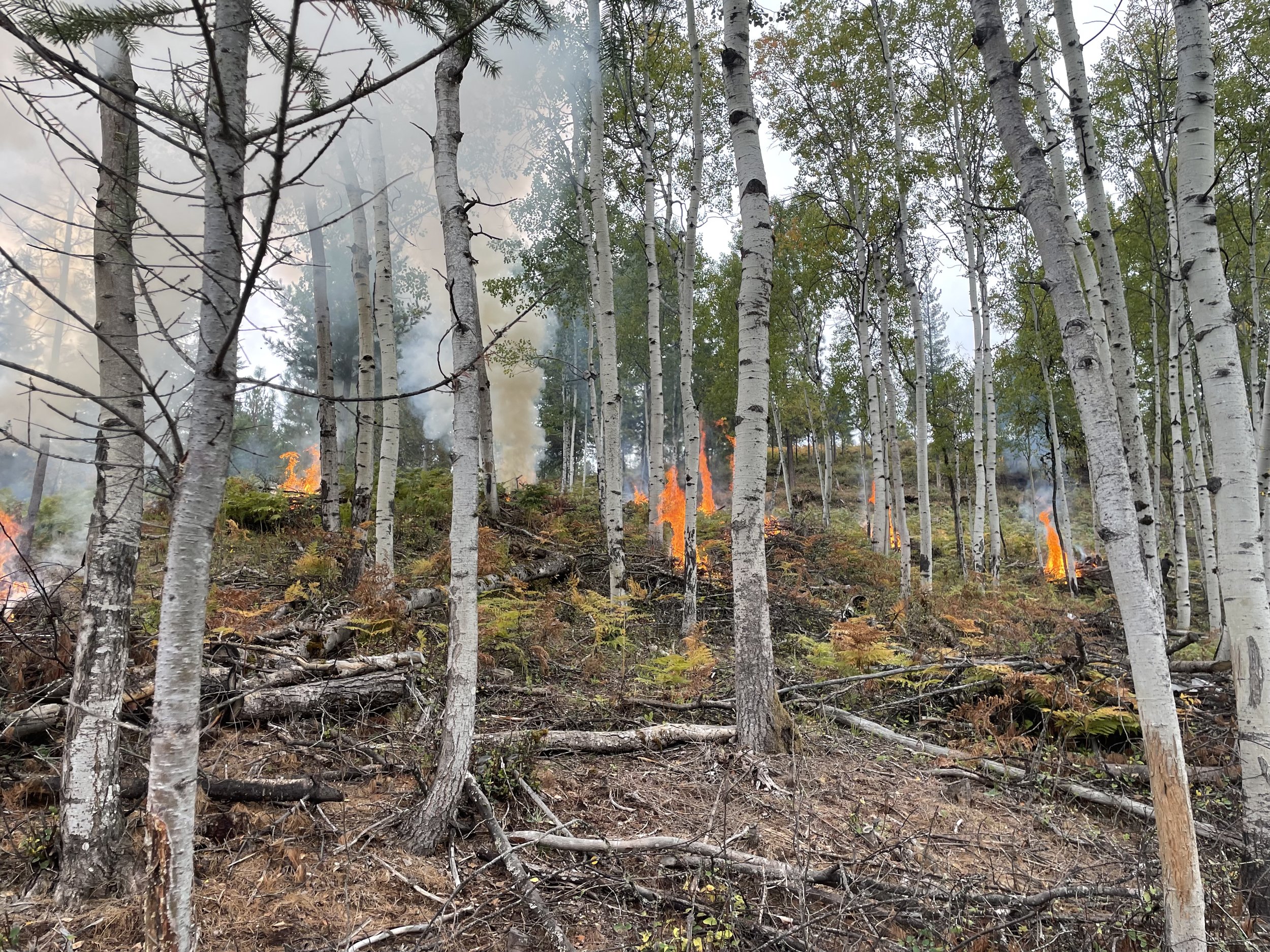 A forest on fire with flames and smoke among trees, some fallen branches on the ground.