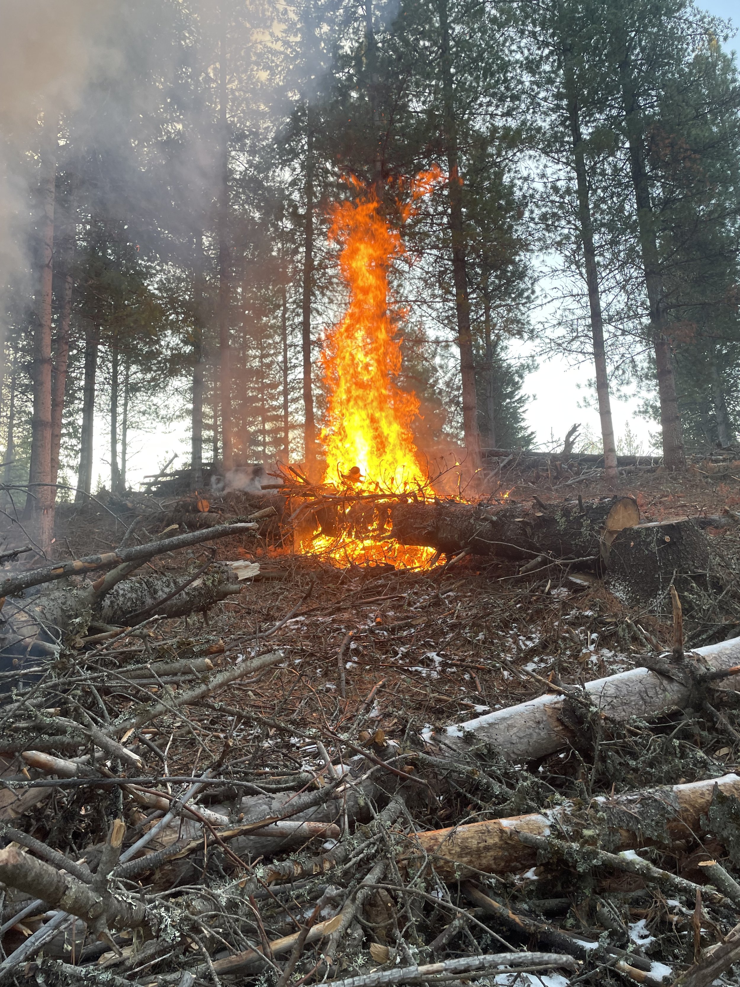 A wildfire burning in a forest with trees and fallen logs, with flames and smoke visible.