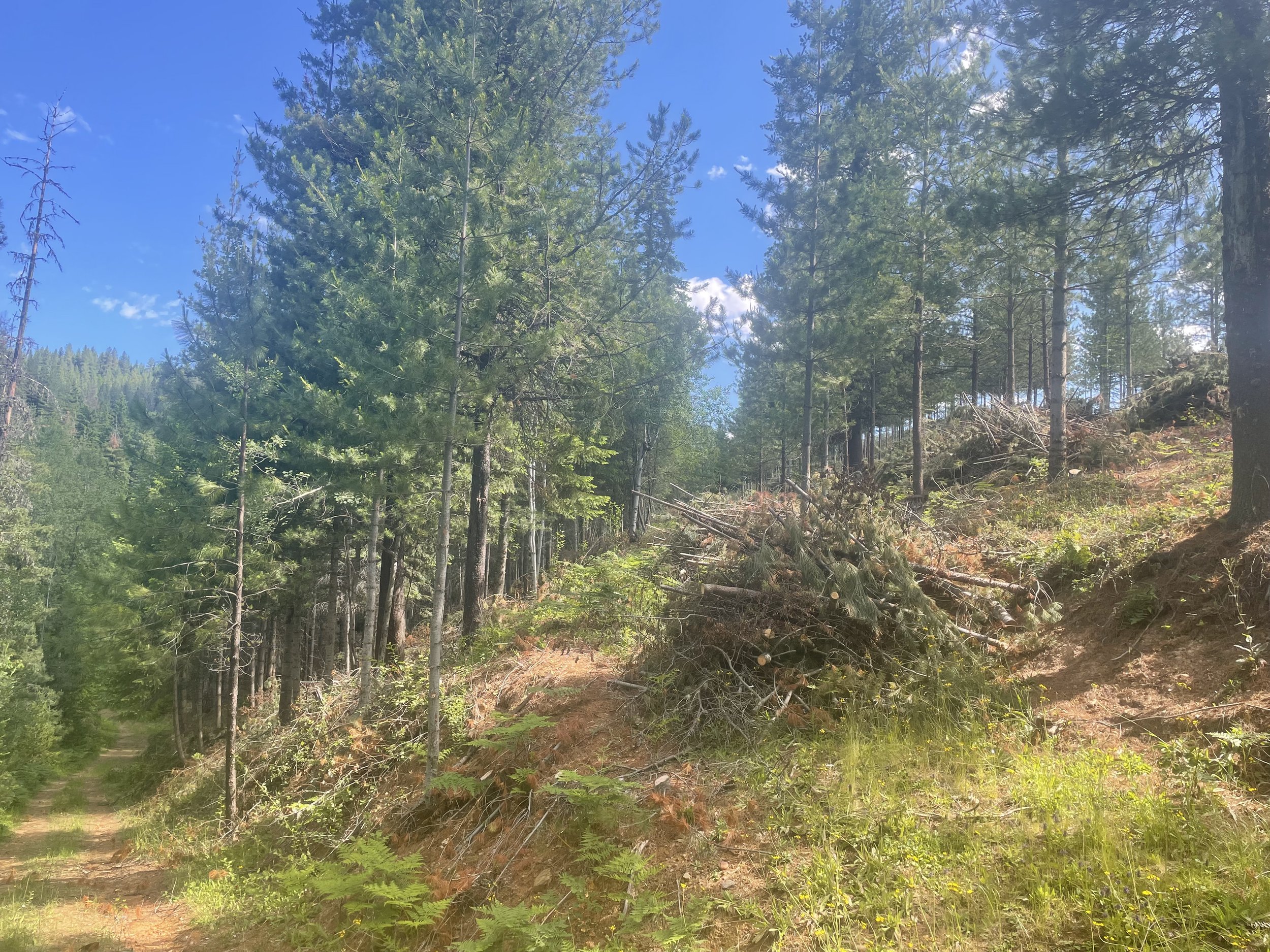 A forest scene with tall green pine trees, a dirt trail on the left, and a slope with fallen branches and debris on the right, under a bright blue sky.