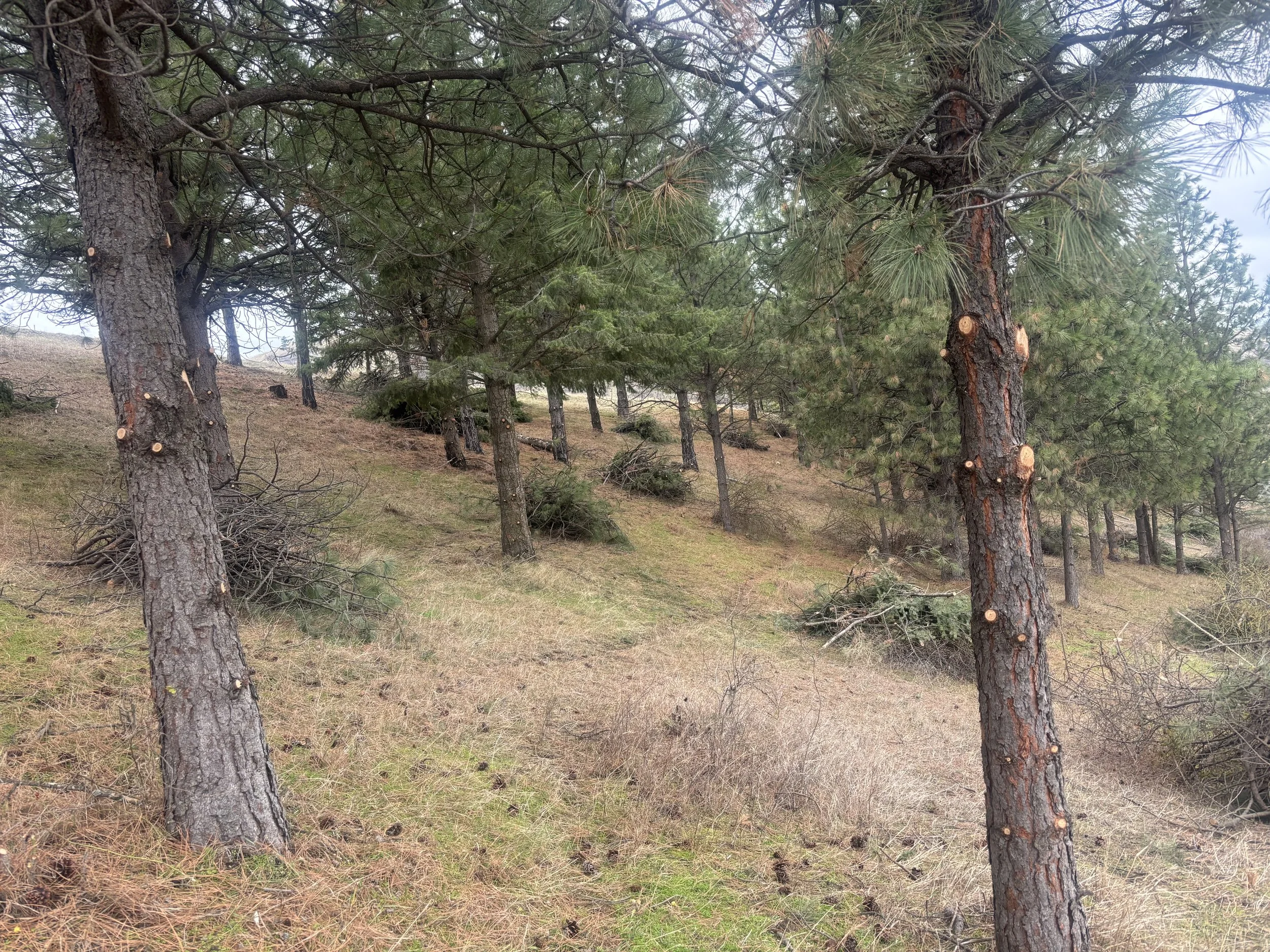 A forested hillside with pine trees and dry grass, some trees have been pruned with cut branches.