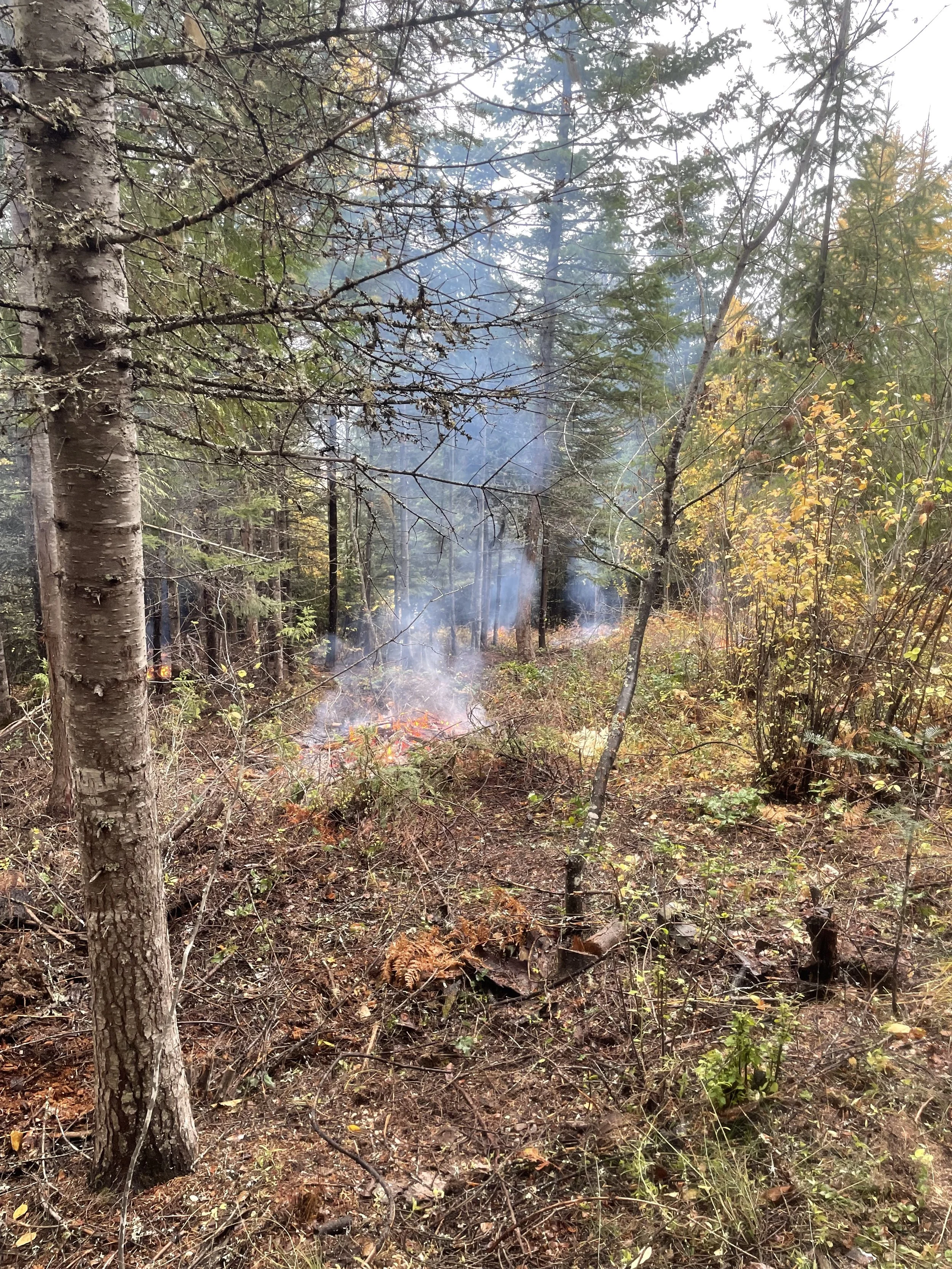 A forest with small fire burning on the ground and smoke rising among the trees.