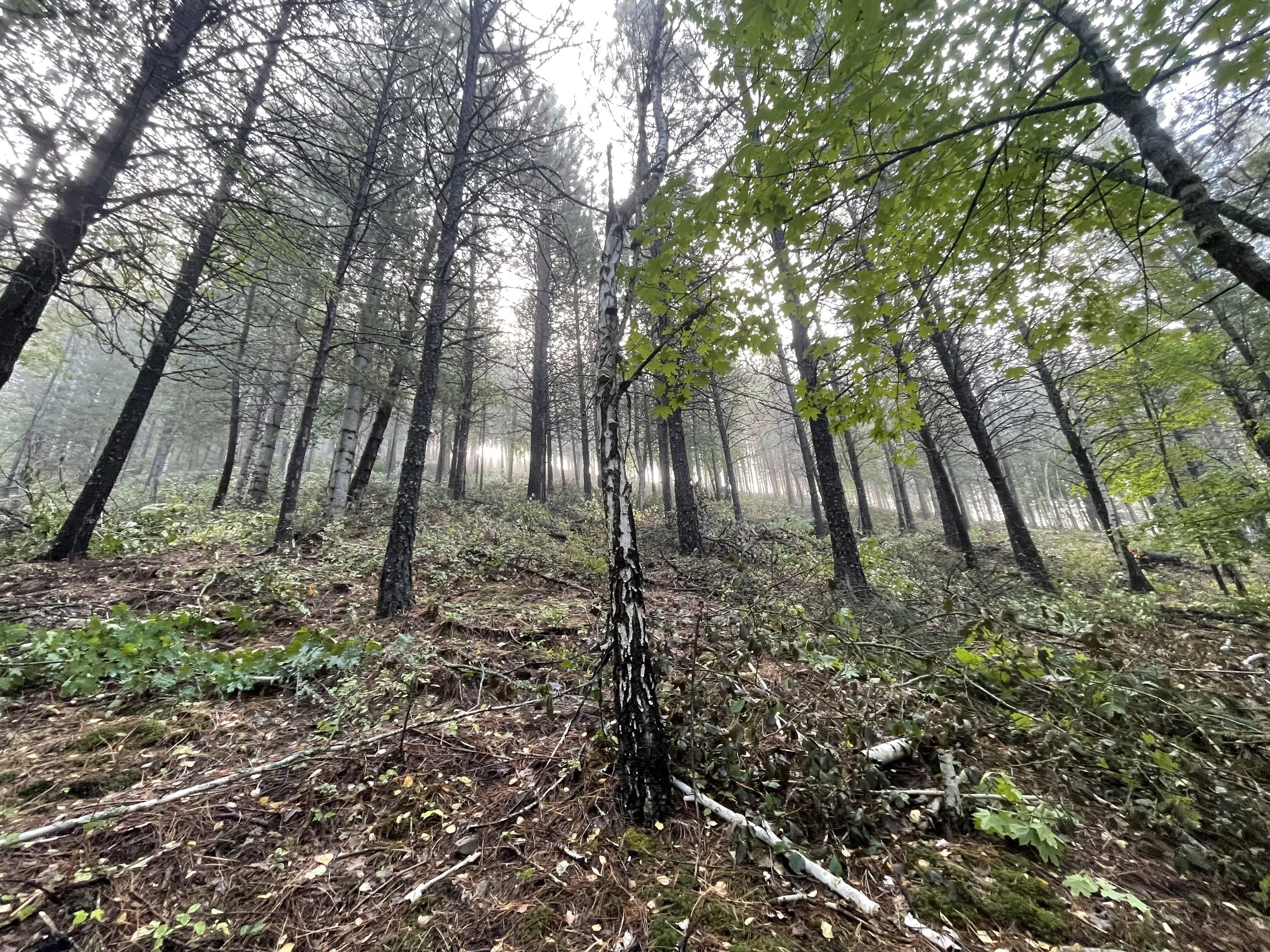 A misty forest scene with tall, thin trees, some with white bark, on a sloped ground covered in shrubs, fallen branches, and leaves.