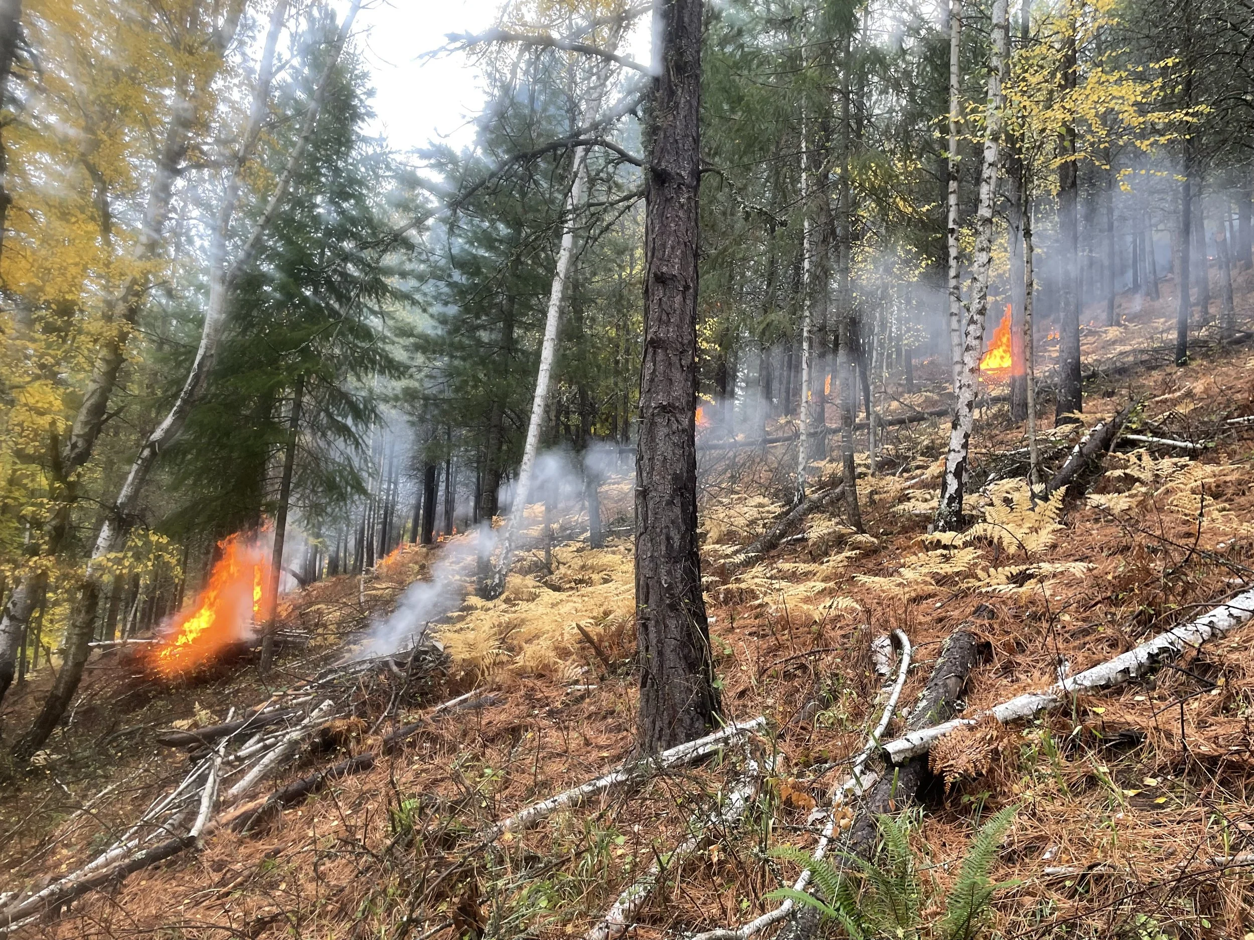Forest fire with flames and smoke among trees on a wooded hillside.