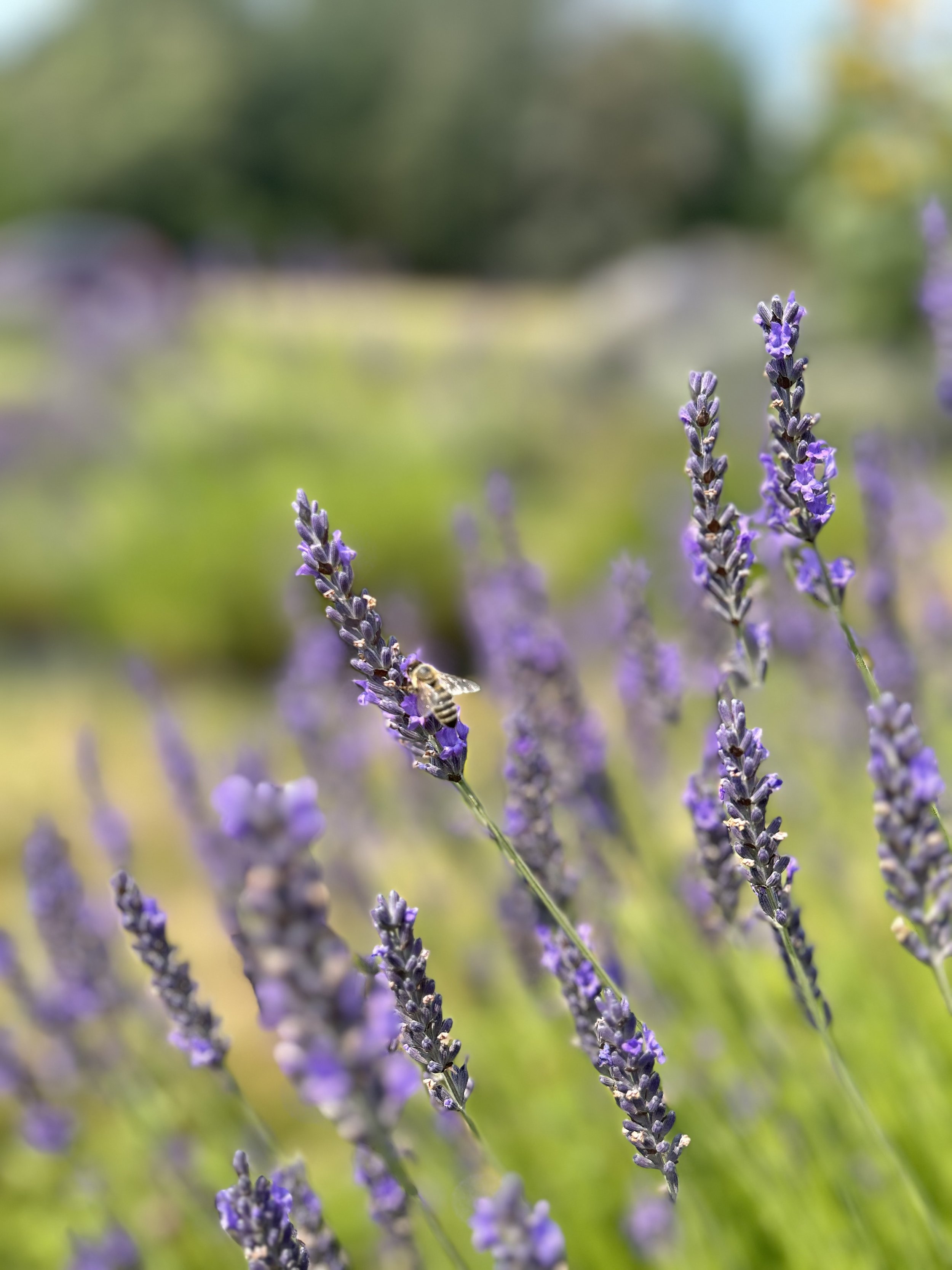 Lavender