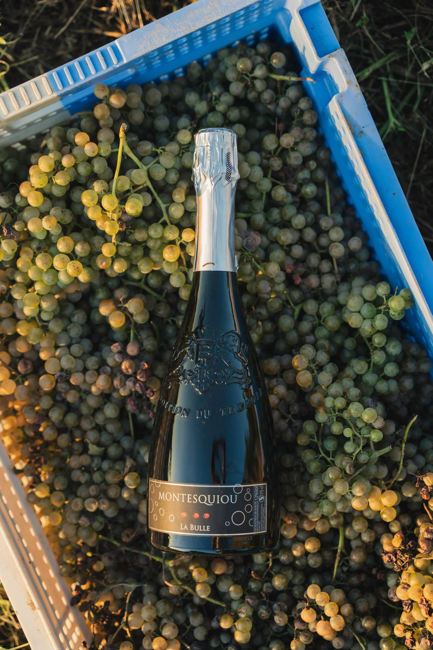 A bottle of Montesquiou La Bulle sparkling wine placed on a bed of harvested grapes inside a plastic crate.